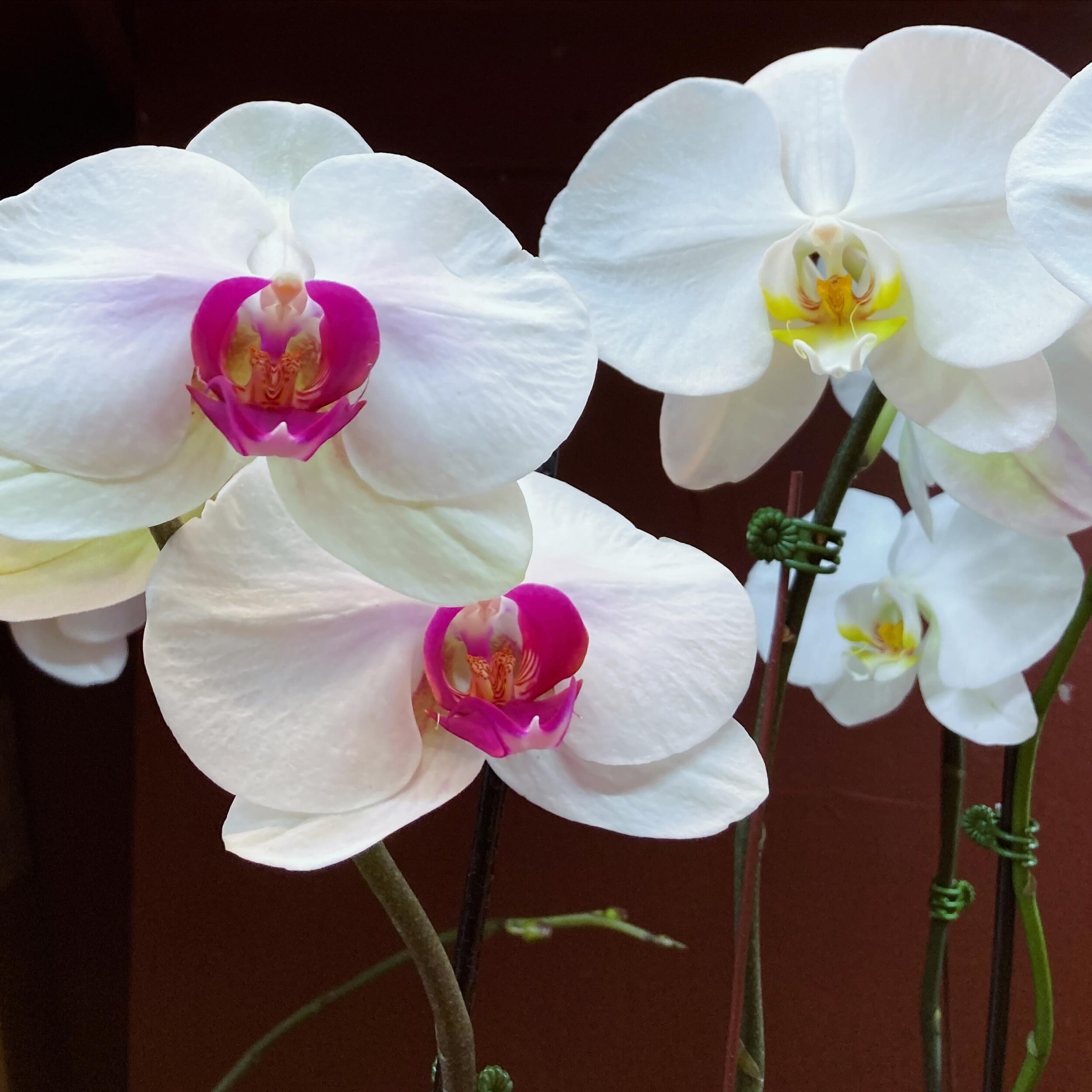 Discover the elegance of our popular white orchids! Introducing pink accented white orchids a unique touch to elevate your space. We have a stock of these beauties waiting for you! Visit our website to explore more 🌸✨🦋💌