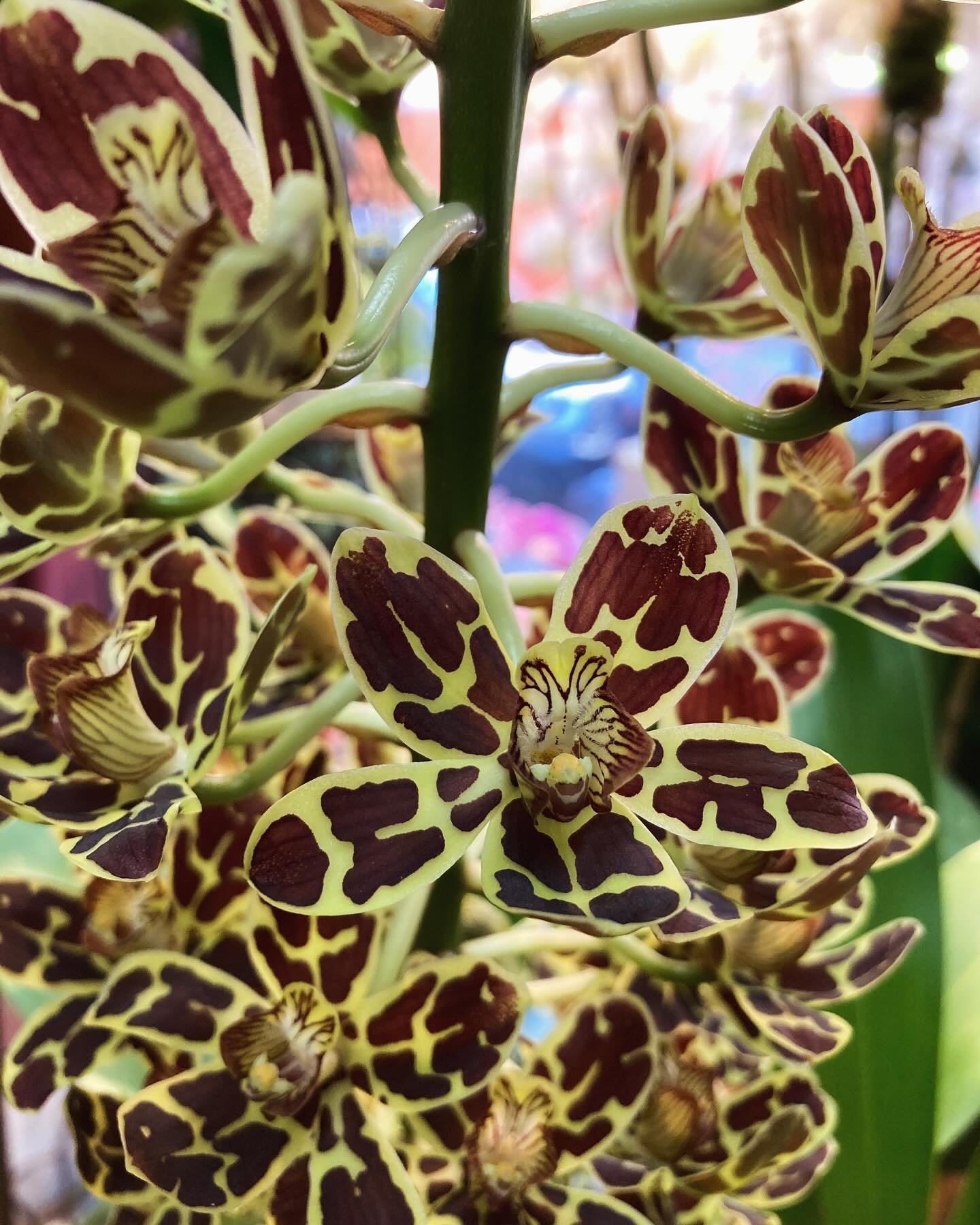 Leopard pattern Grammatophyllum Orchids are blooming in our shop! Don&rsquo;t miss out on this week&rsquo;s special arrivals from Hawaii