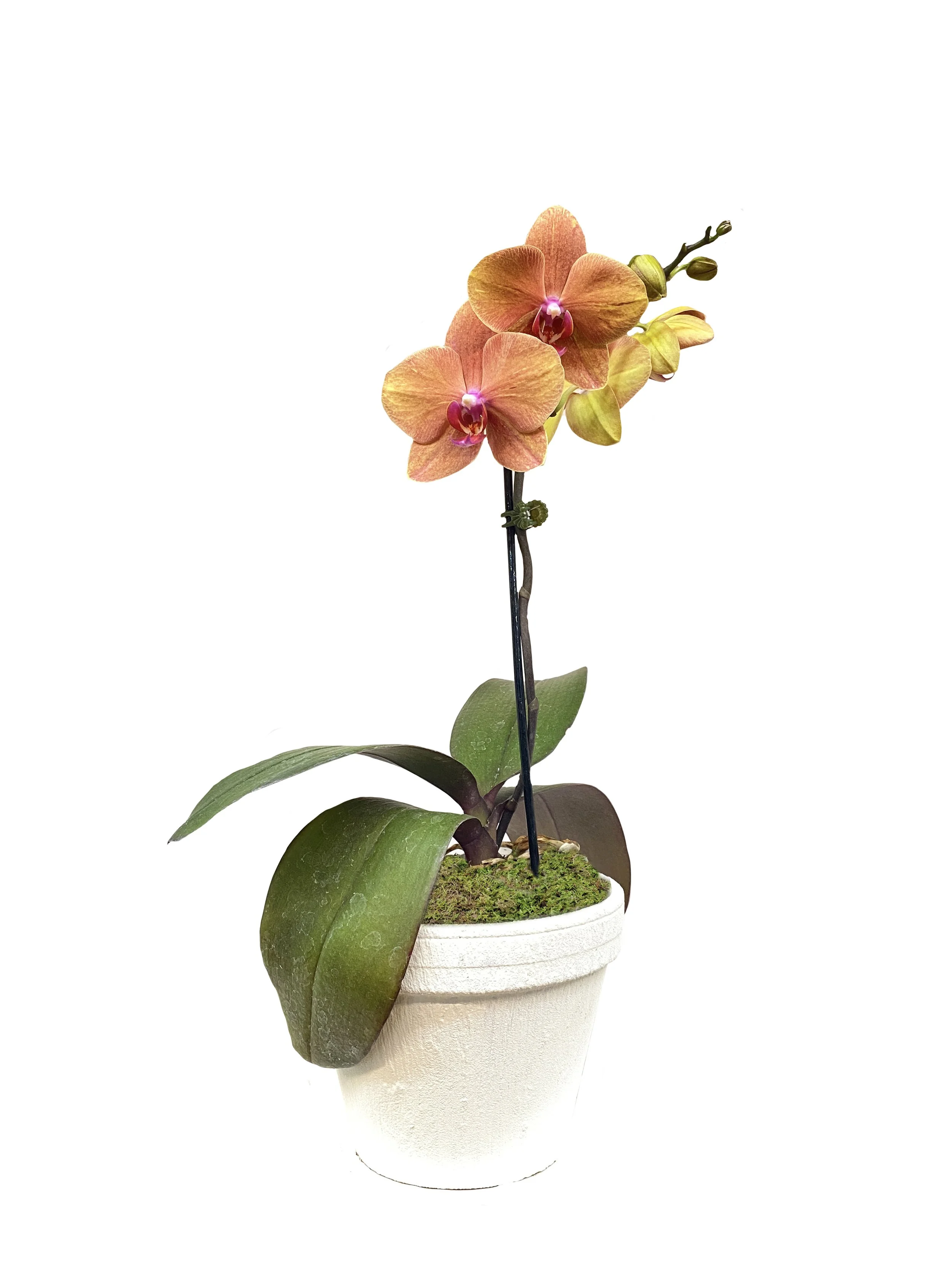 Orange (medium height, double stems only)