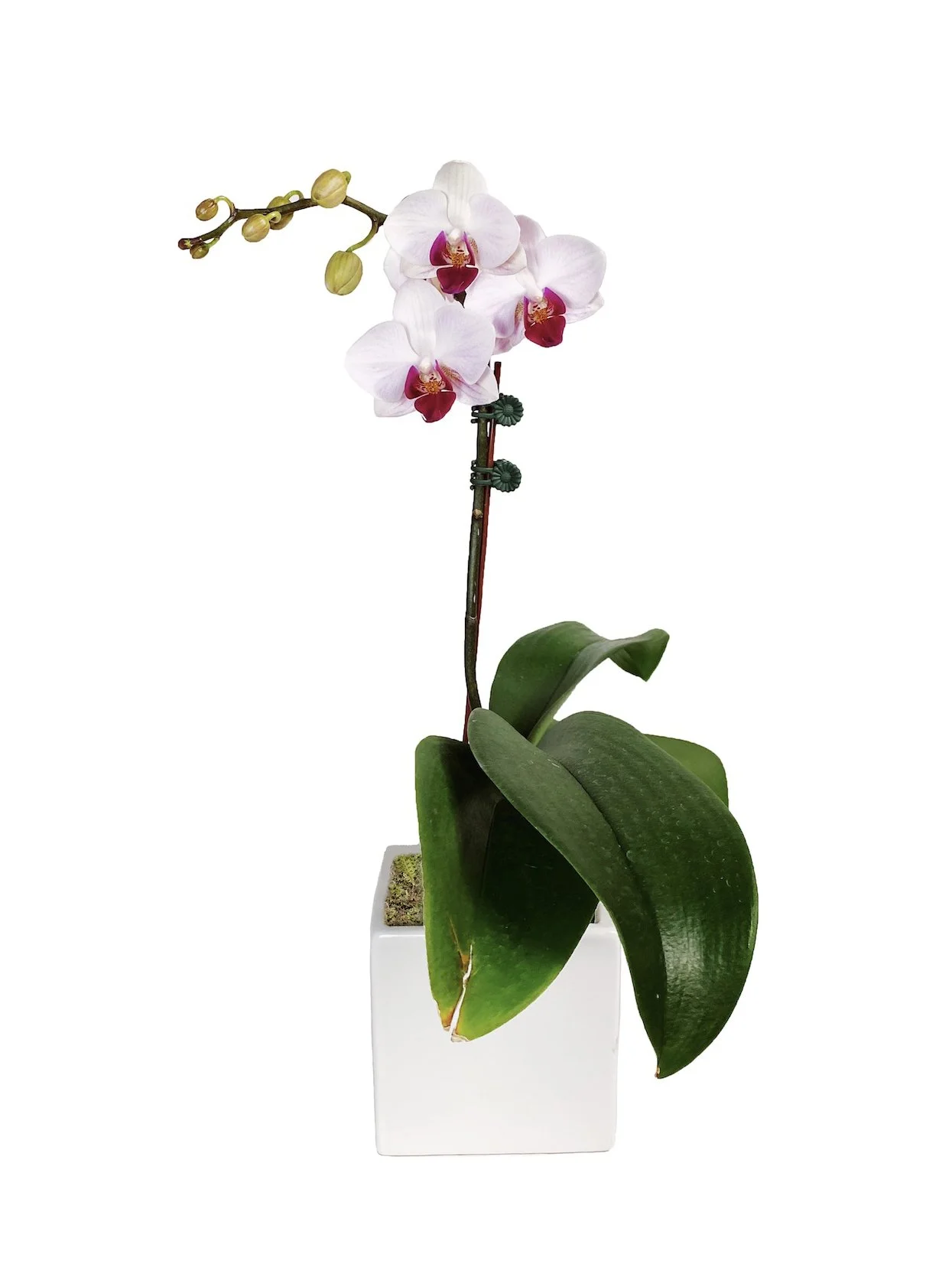 Mini Pink with Red Lip