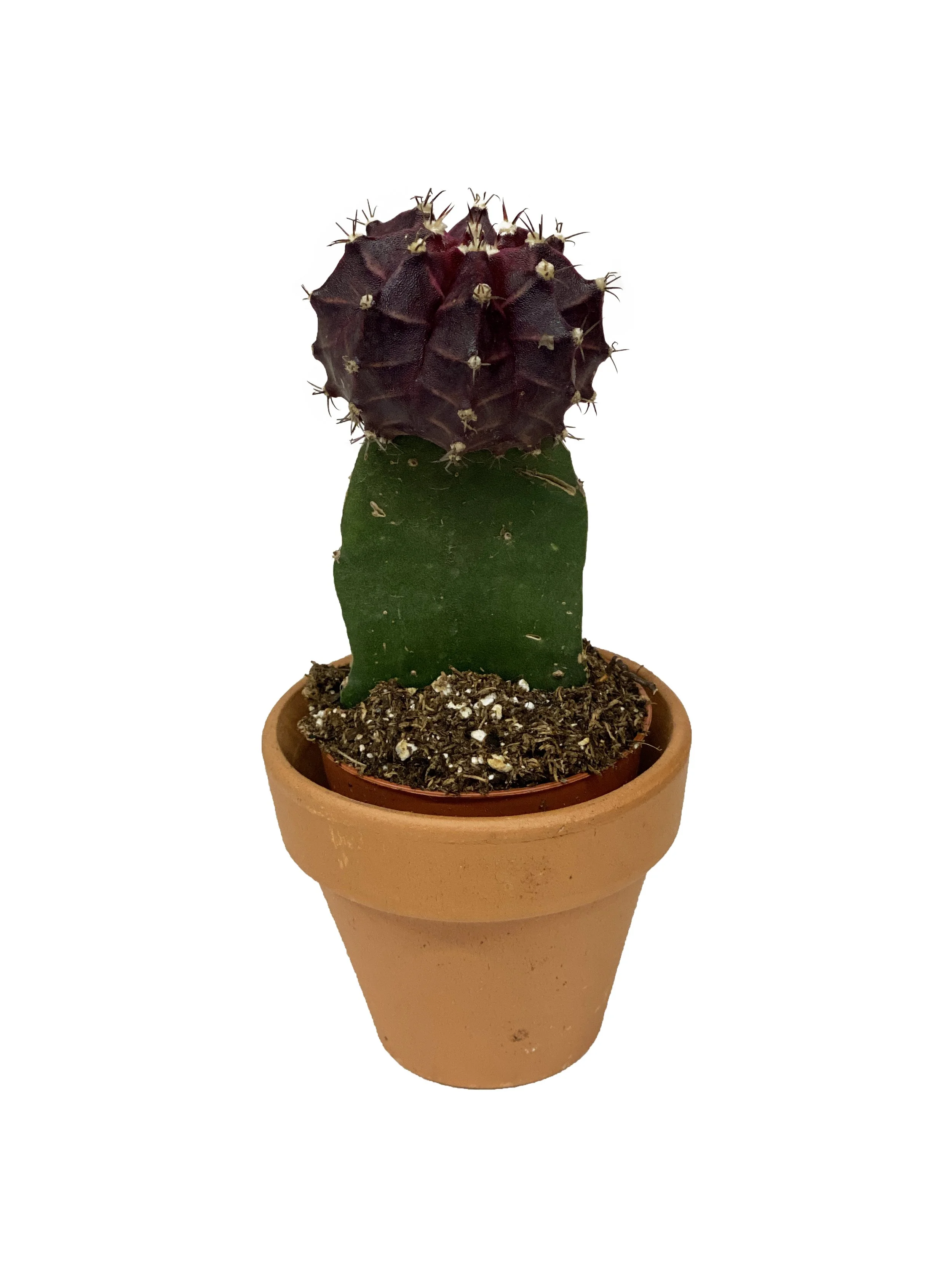 2" Purple Moon Cacti