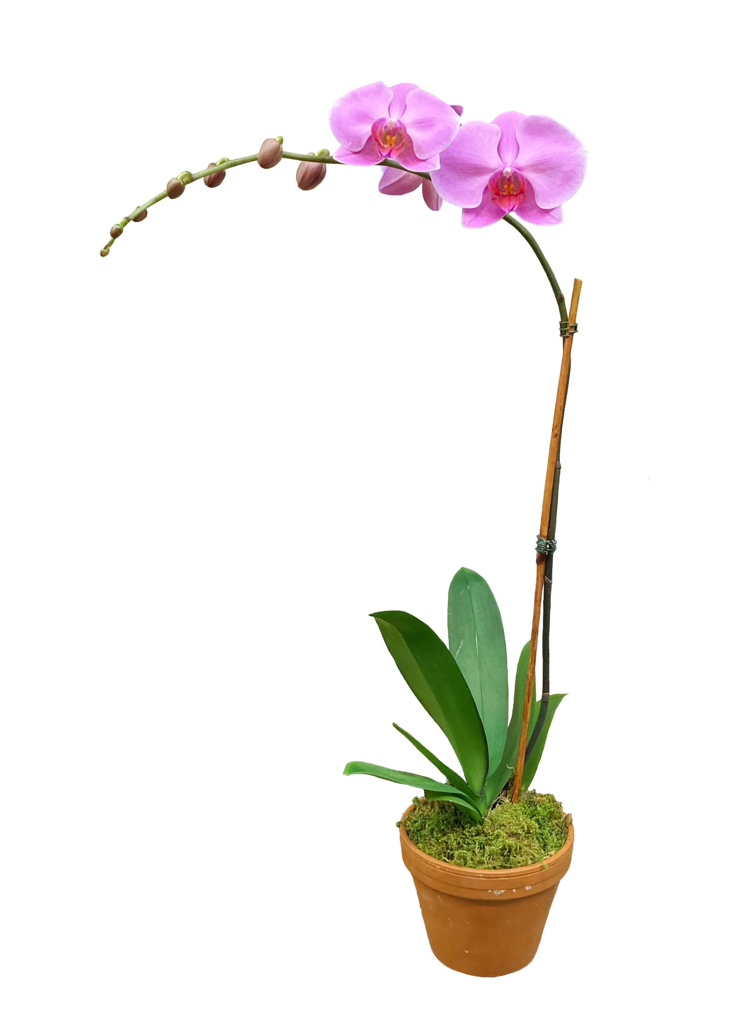 Pink with Purple Lip