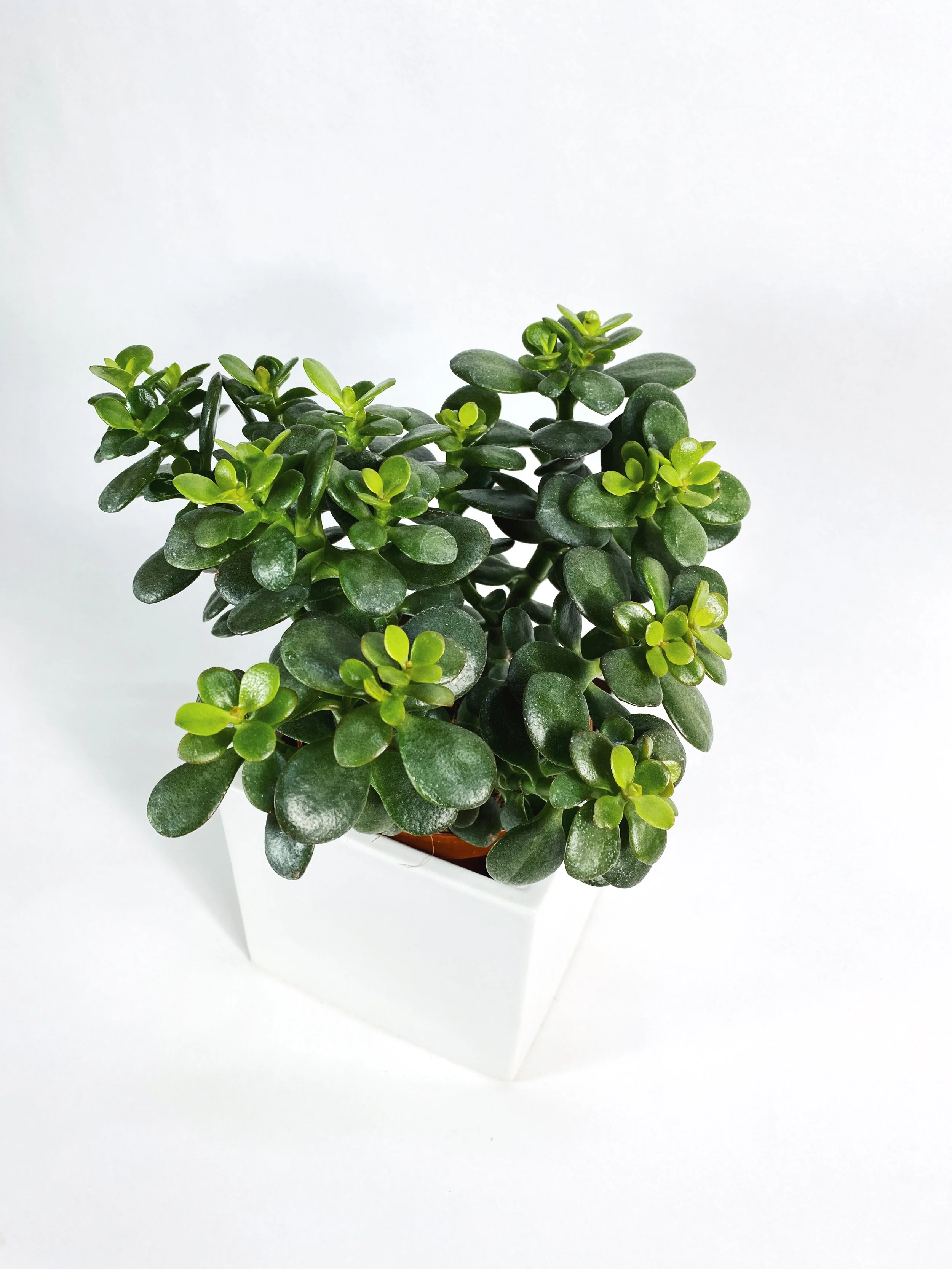 6" Jade