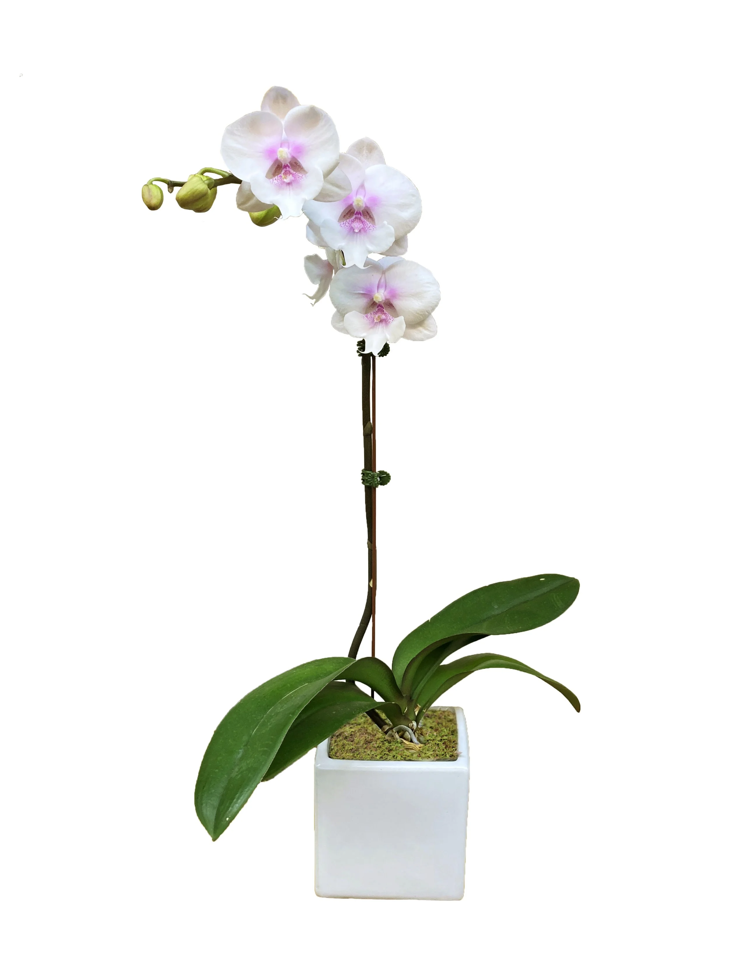 open lip white pink center.jpg