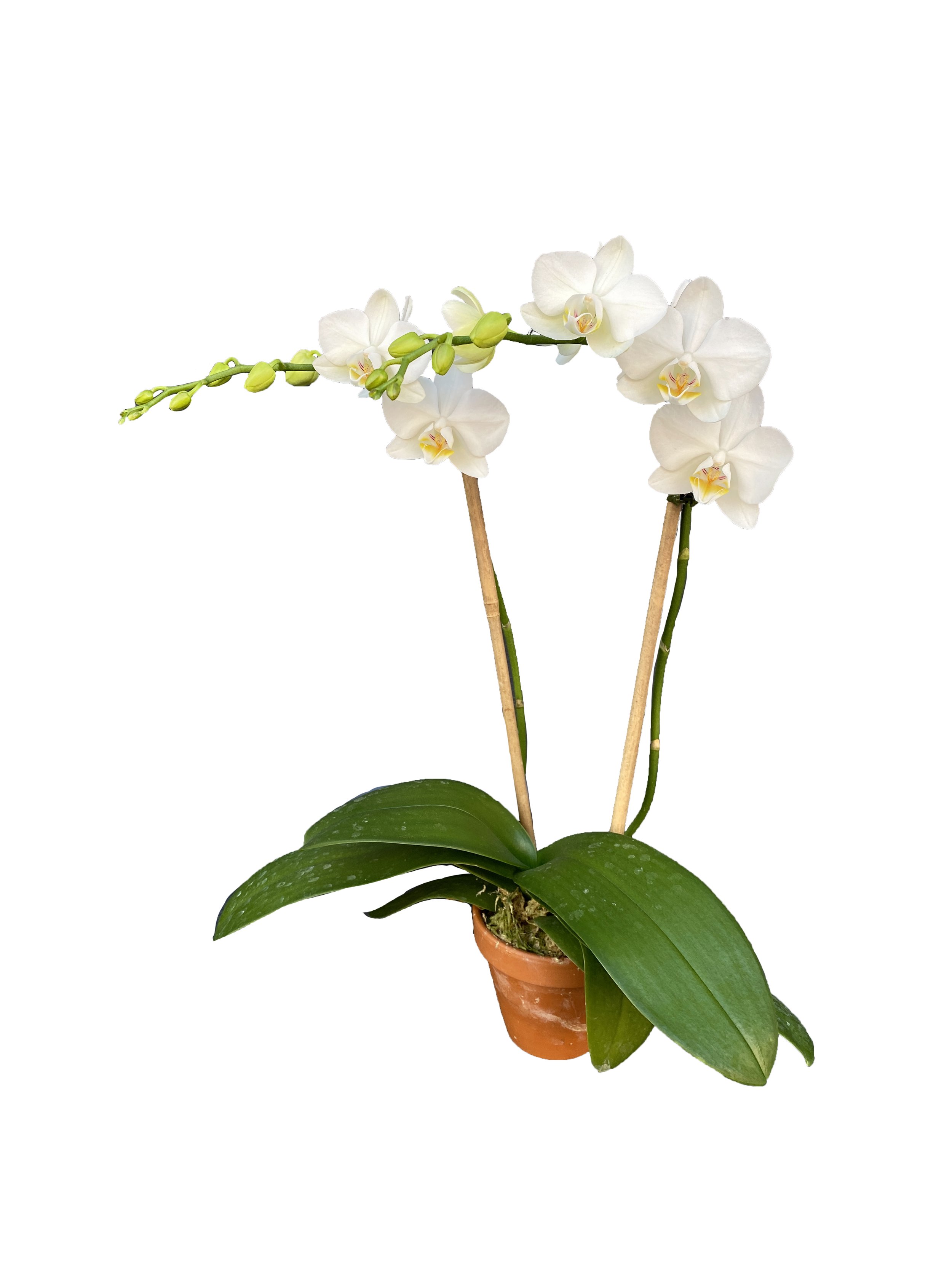 Mini White (double stems)