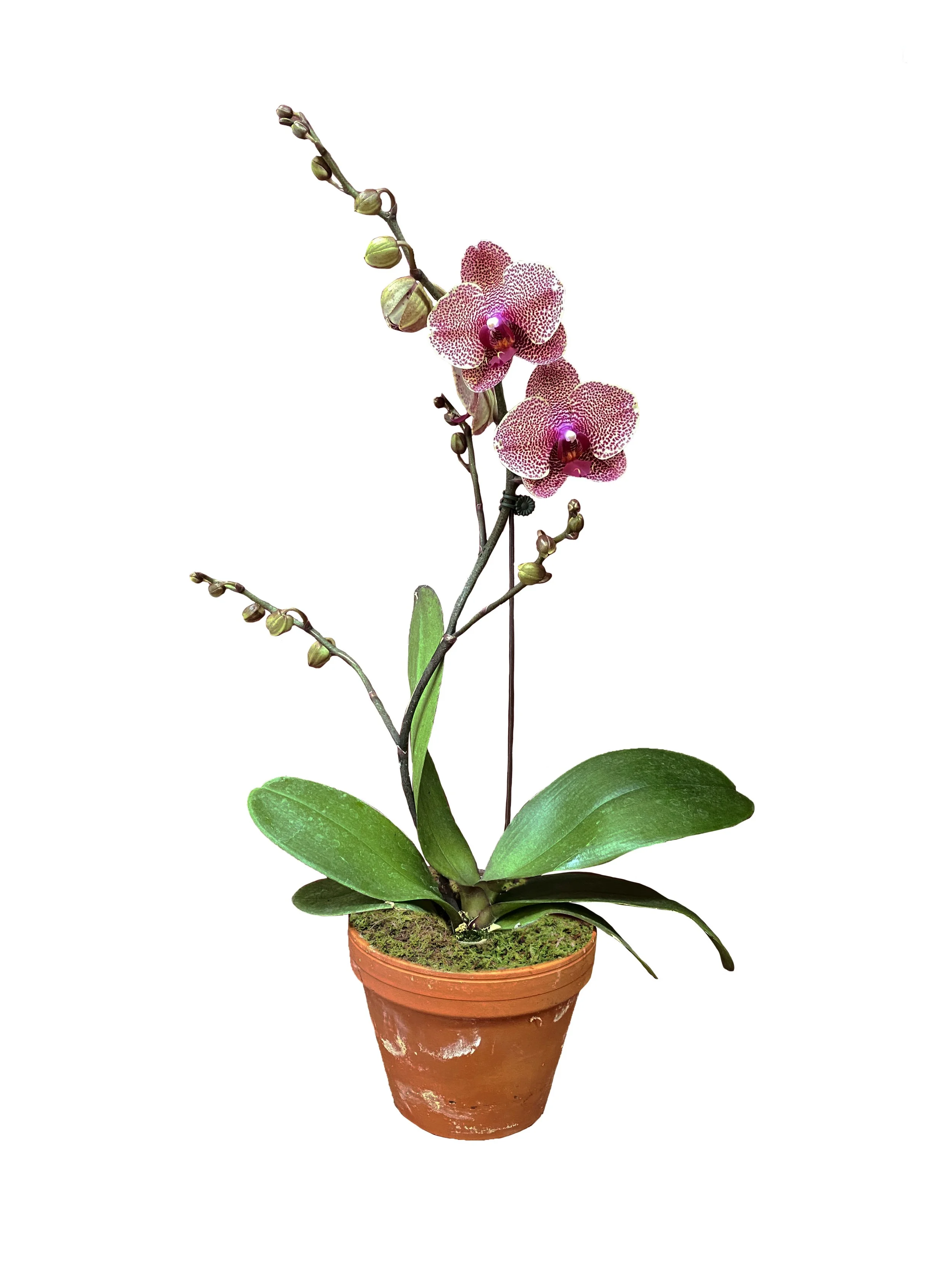 Red Sesame (medium height)