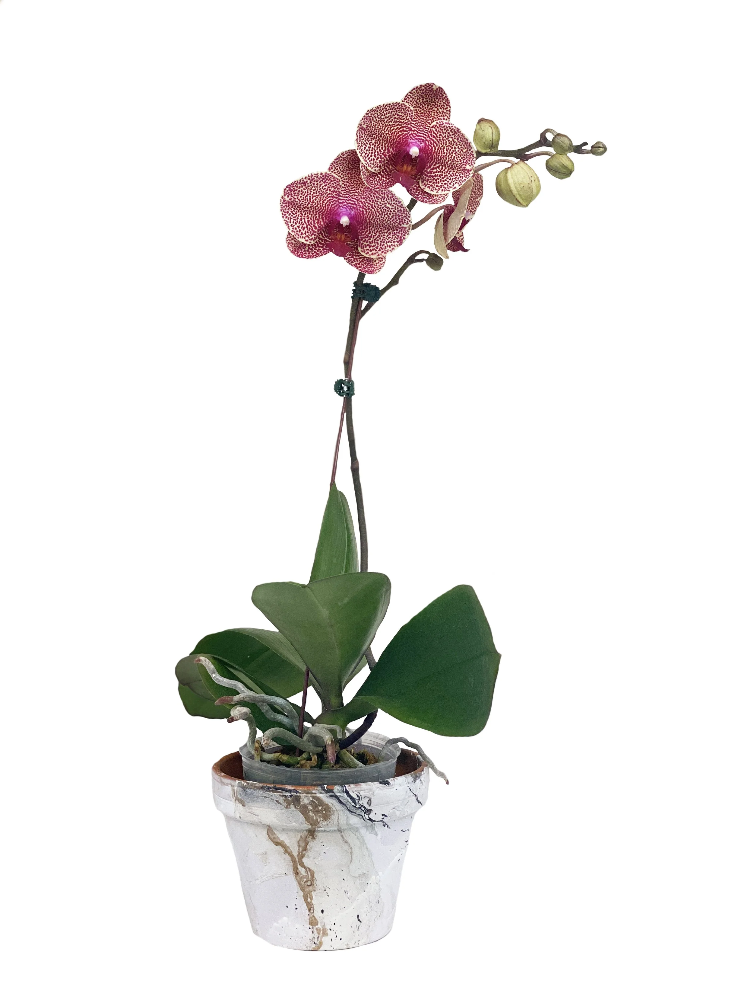 Red Sesame (medium height)