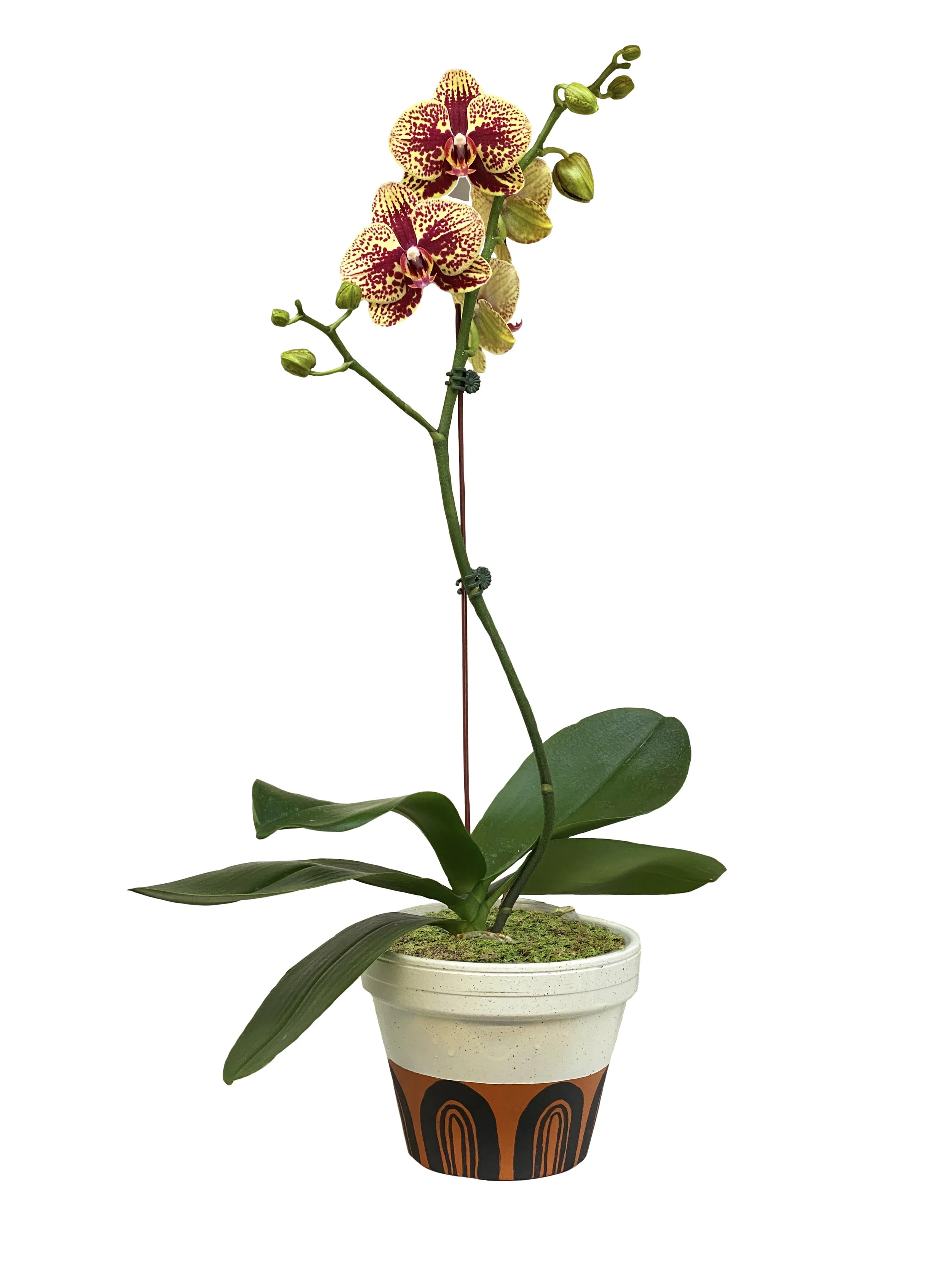 Yellow with Burgundy Spots (medium height)