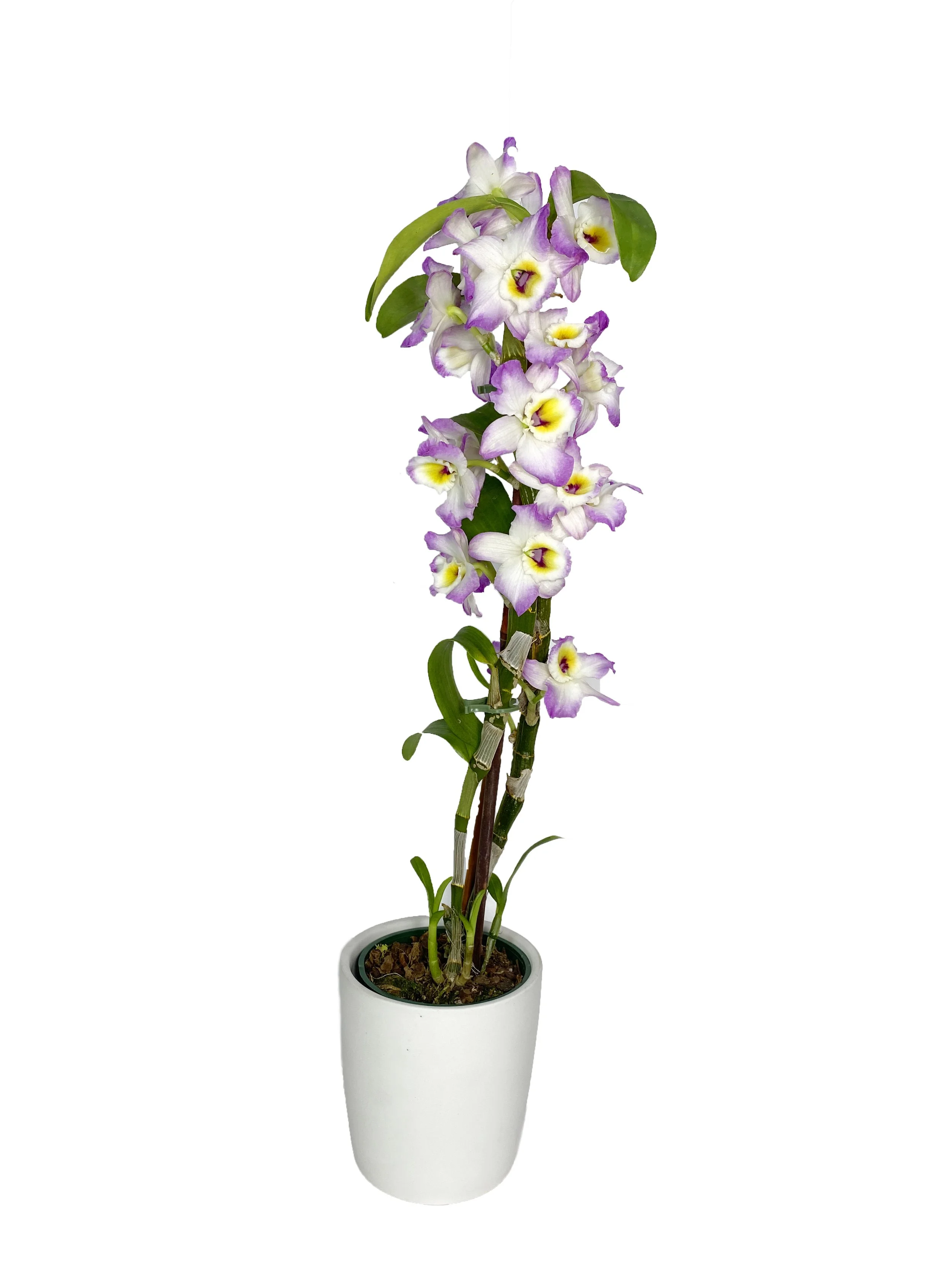 Light Pink Dendrobium (fragrant)