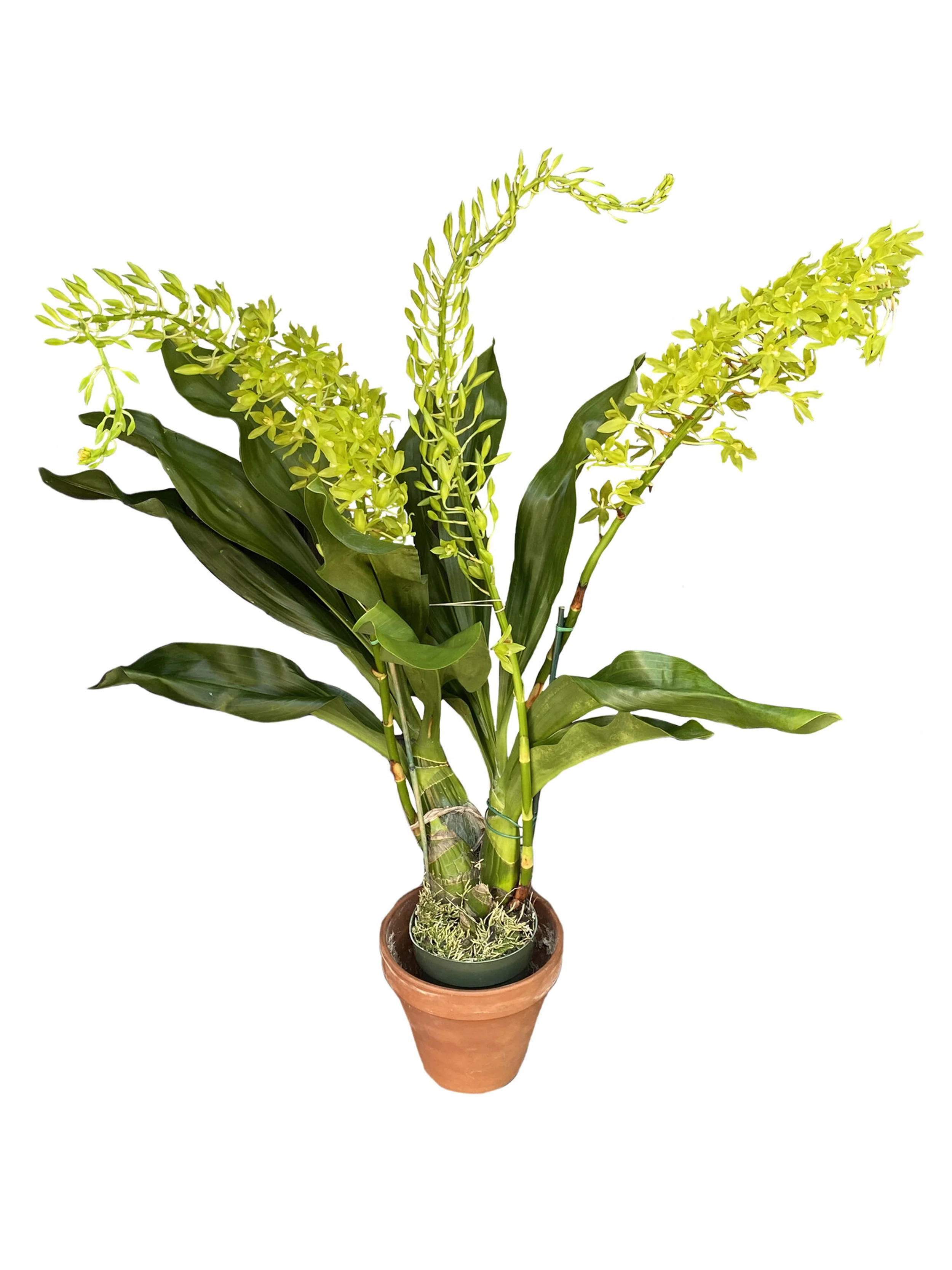 *Summer Special* 
Citrinum Grammatophyllum (double stems, fully bloomed sale)