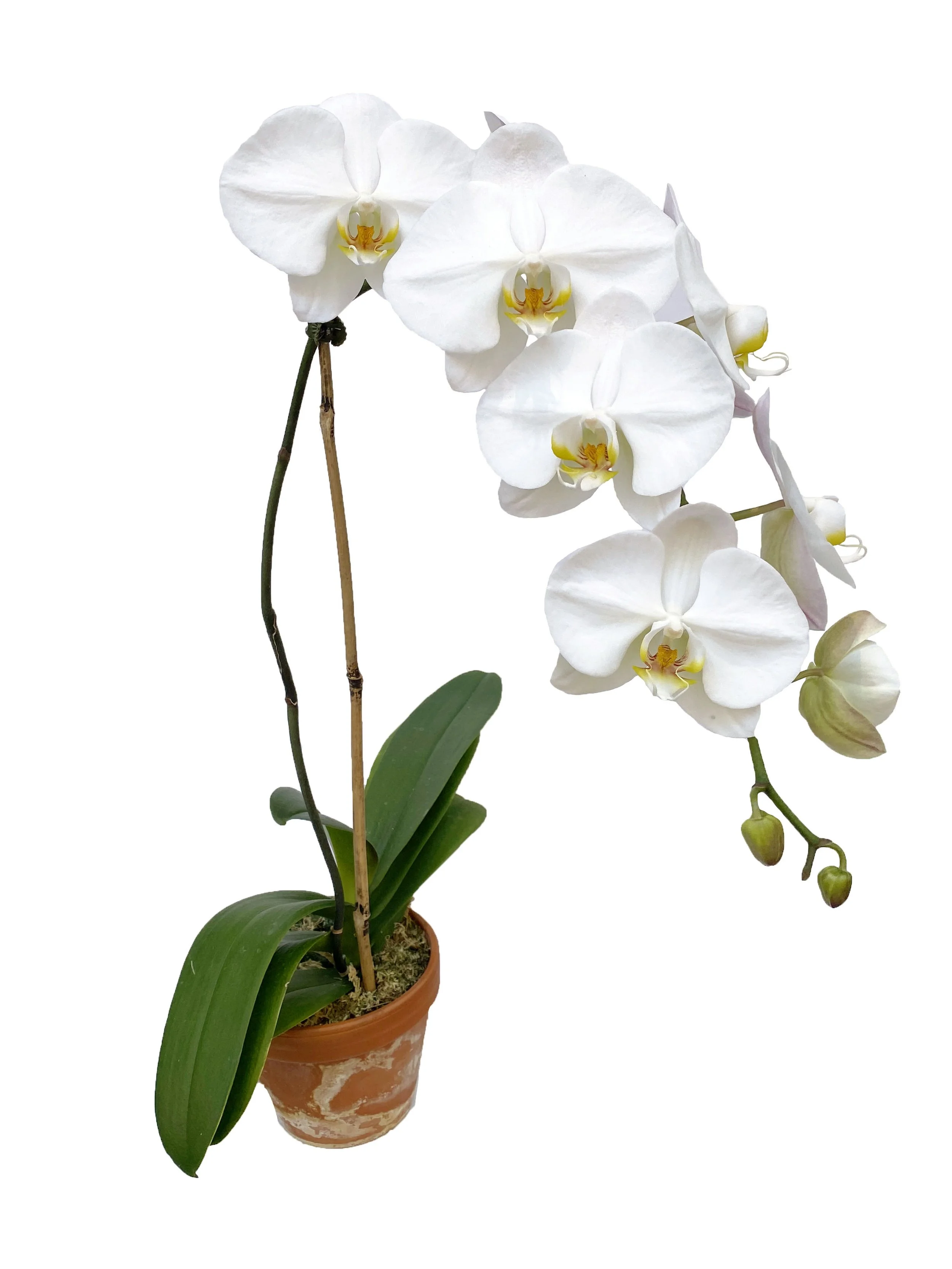 Premium White (double stems only)