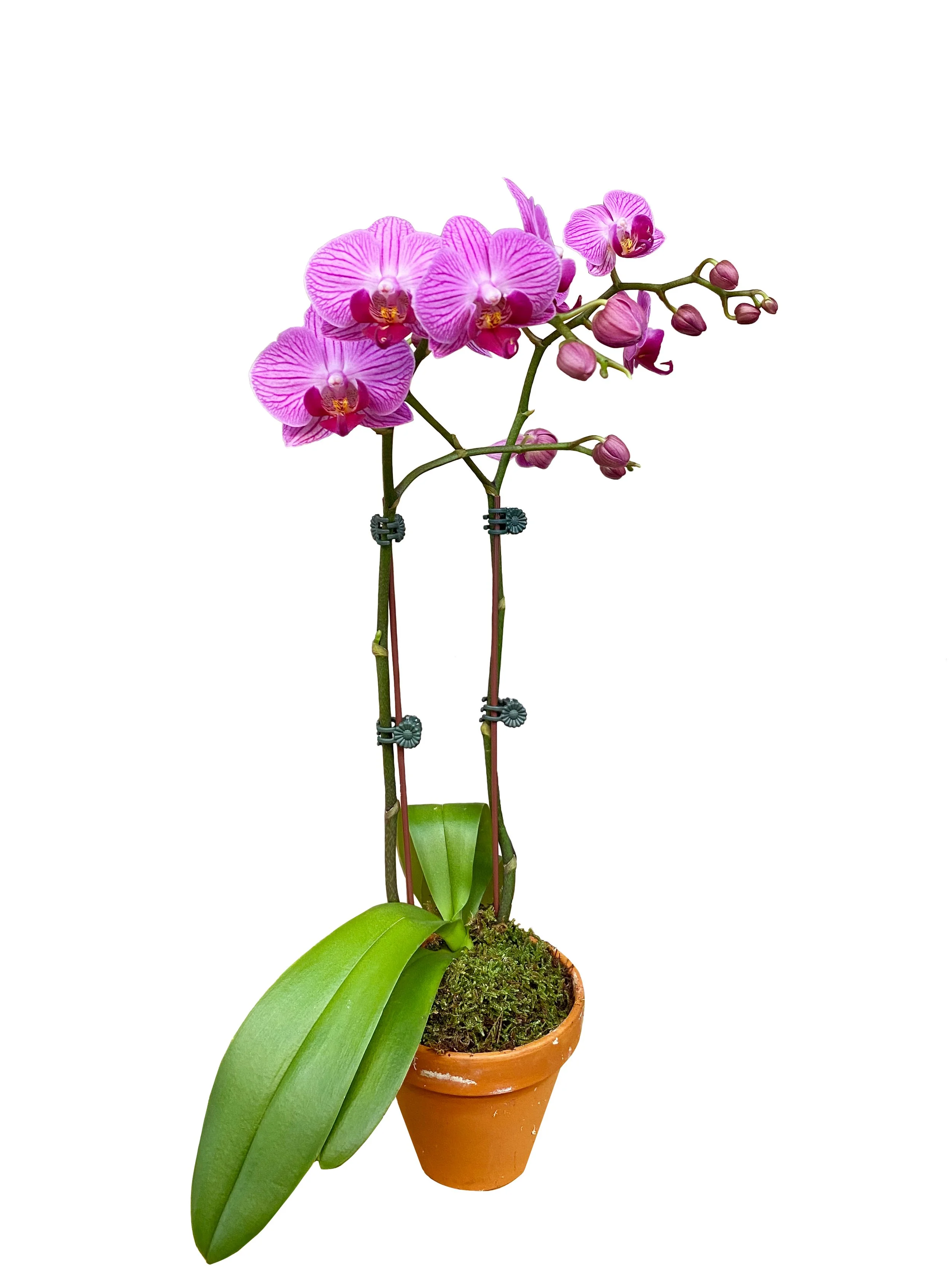 Mini Purple Stripes (double stems)