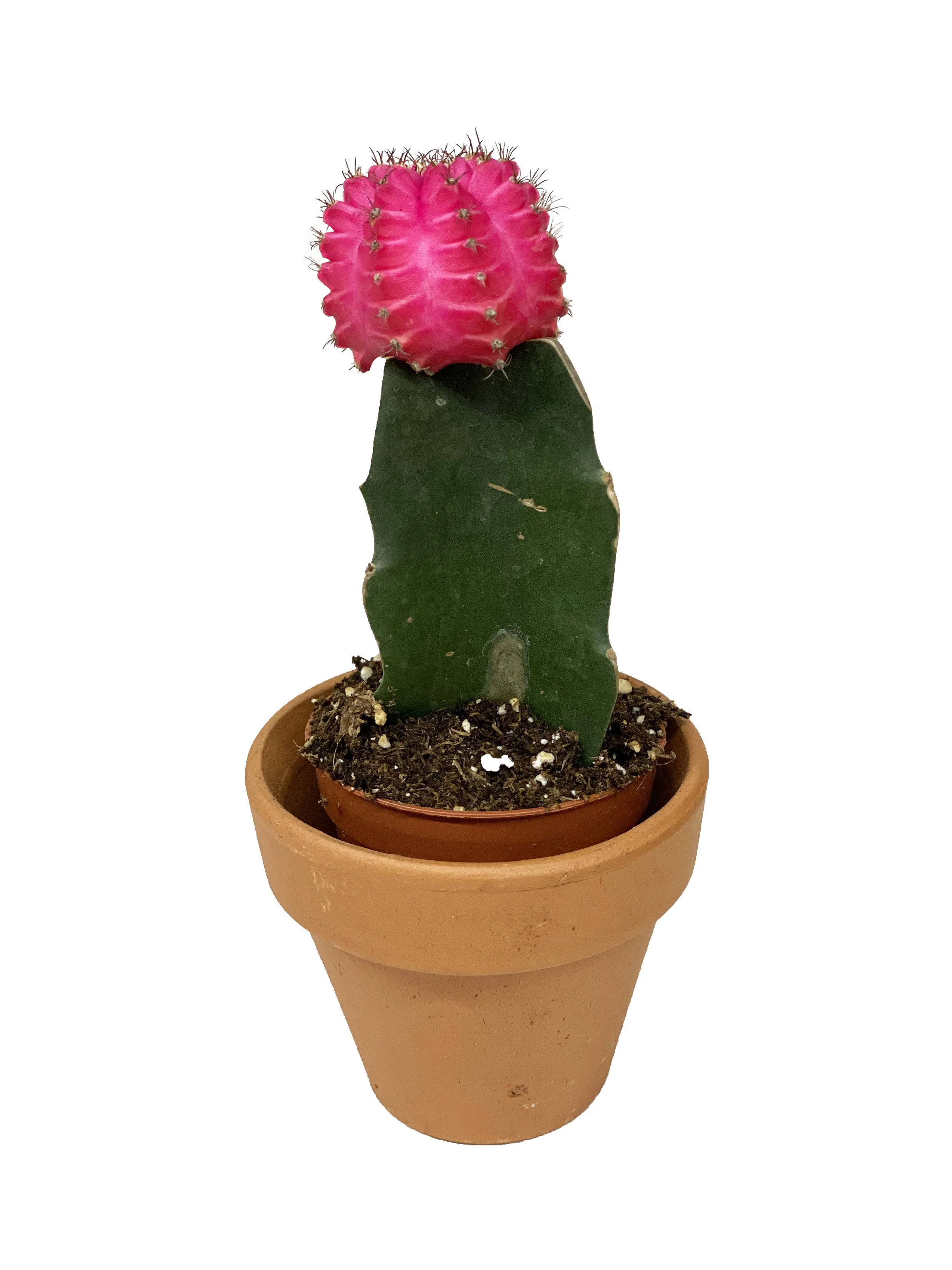 Pink Moon Cacti