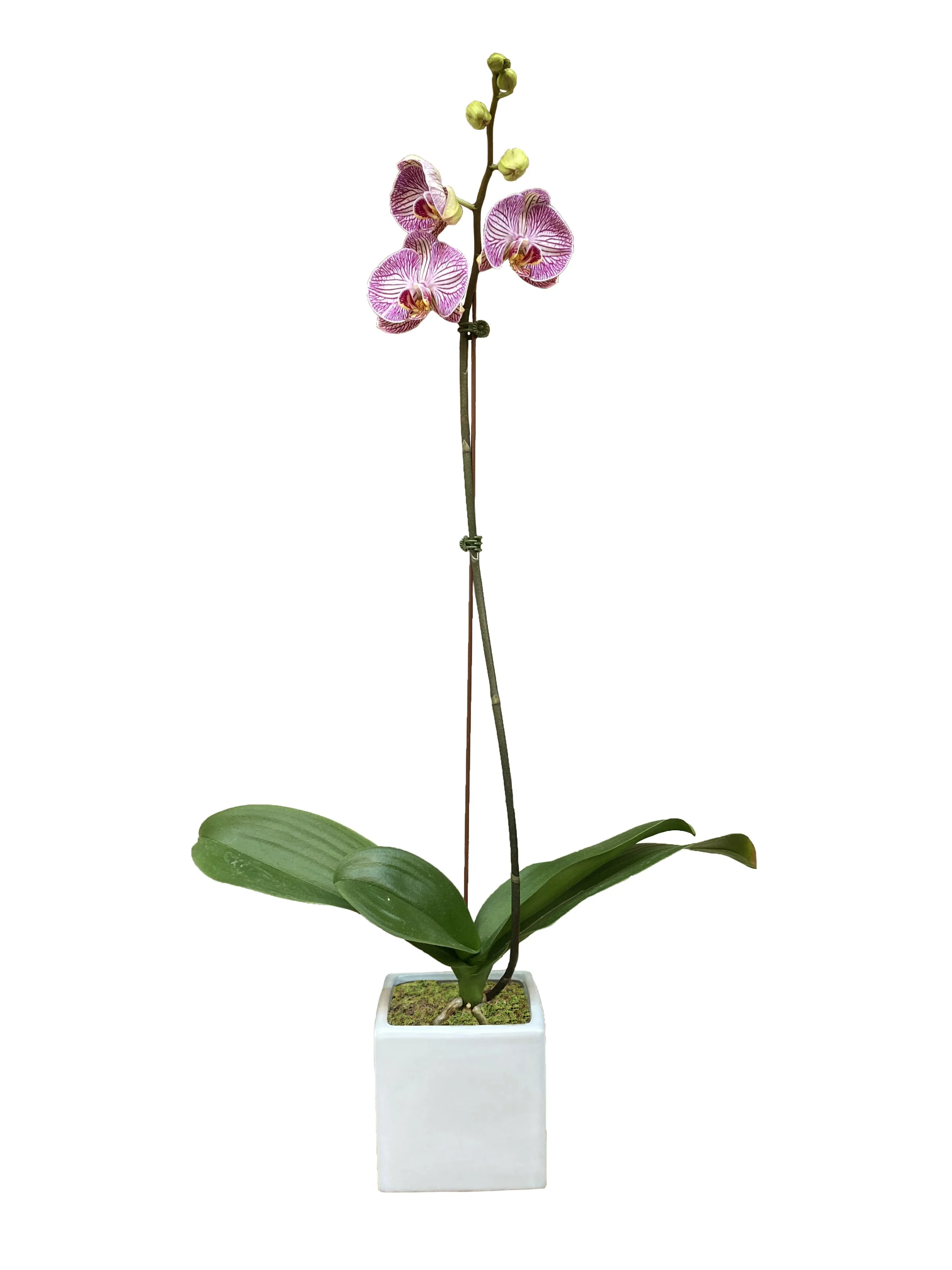 Pink Kaleidoscope (medium height)