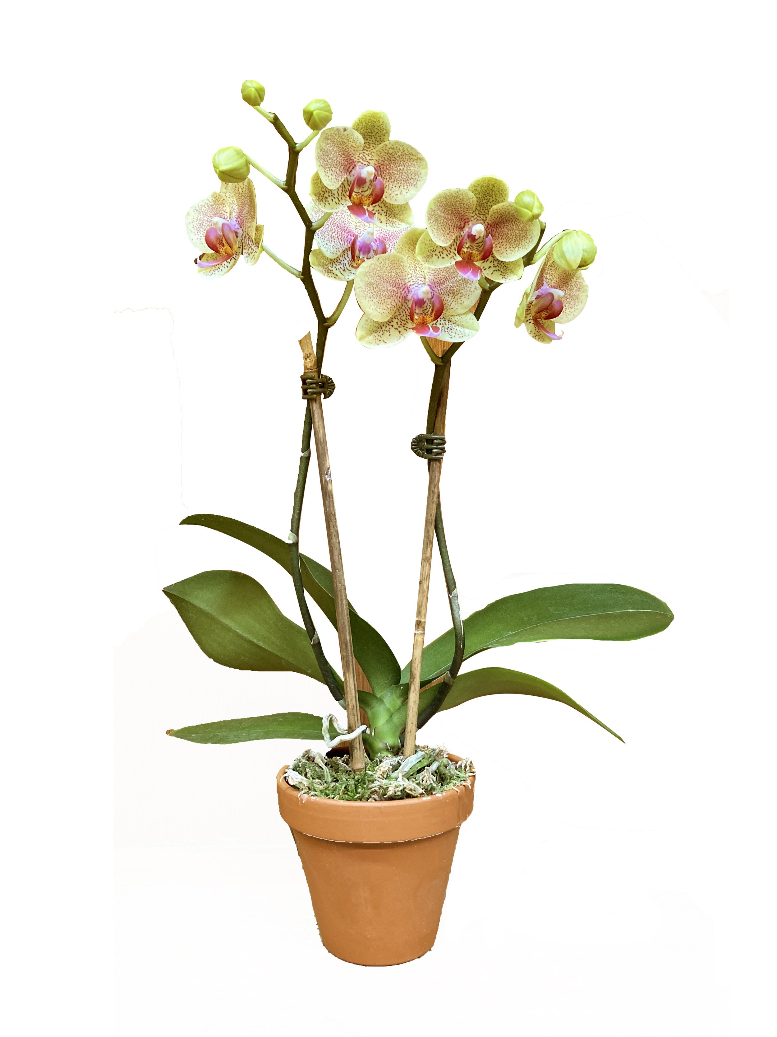 Mini Yellow with Pink Spots (double stems)