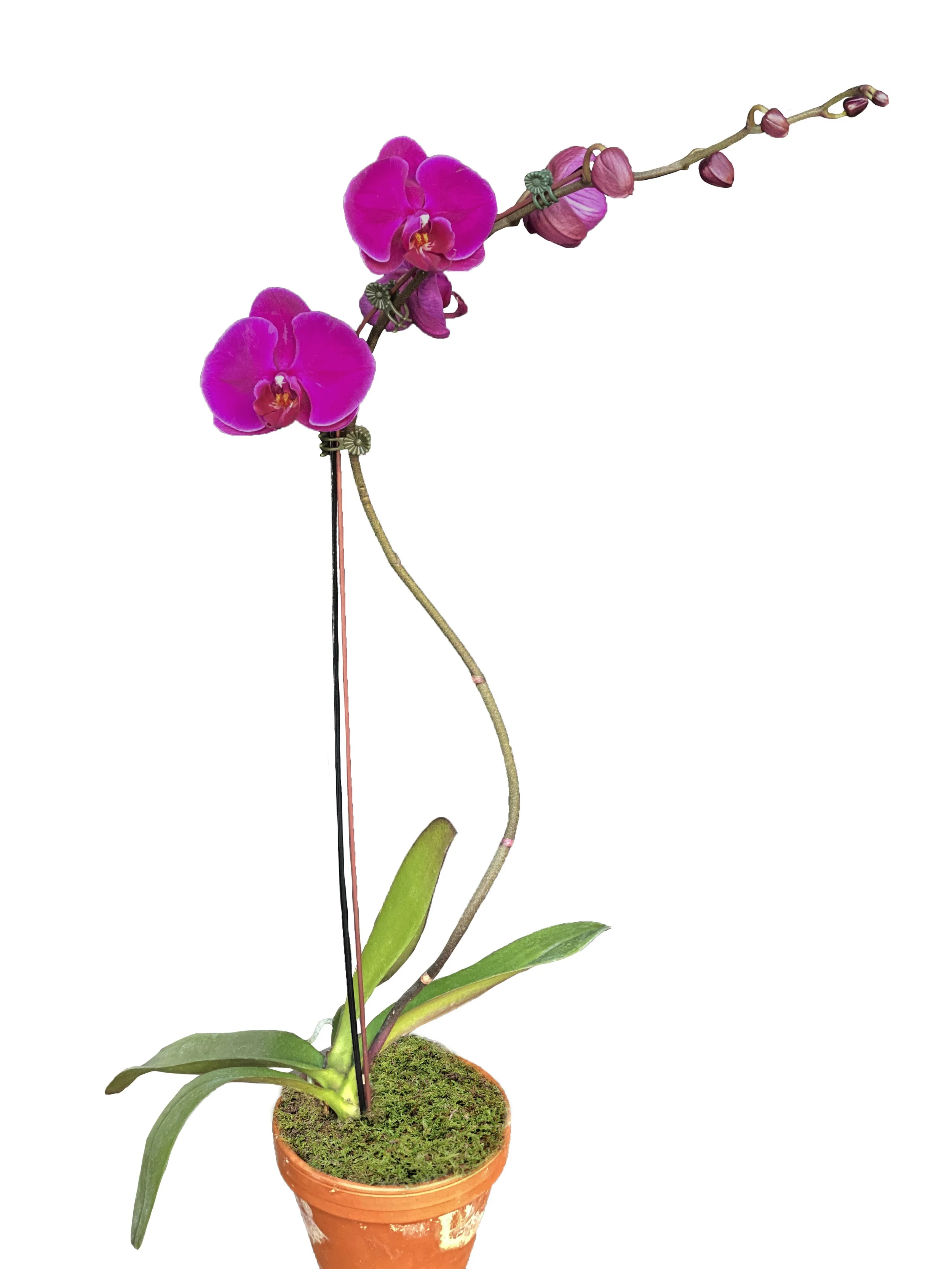 Classic Purple (medium height)