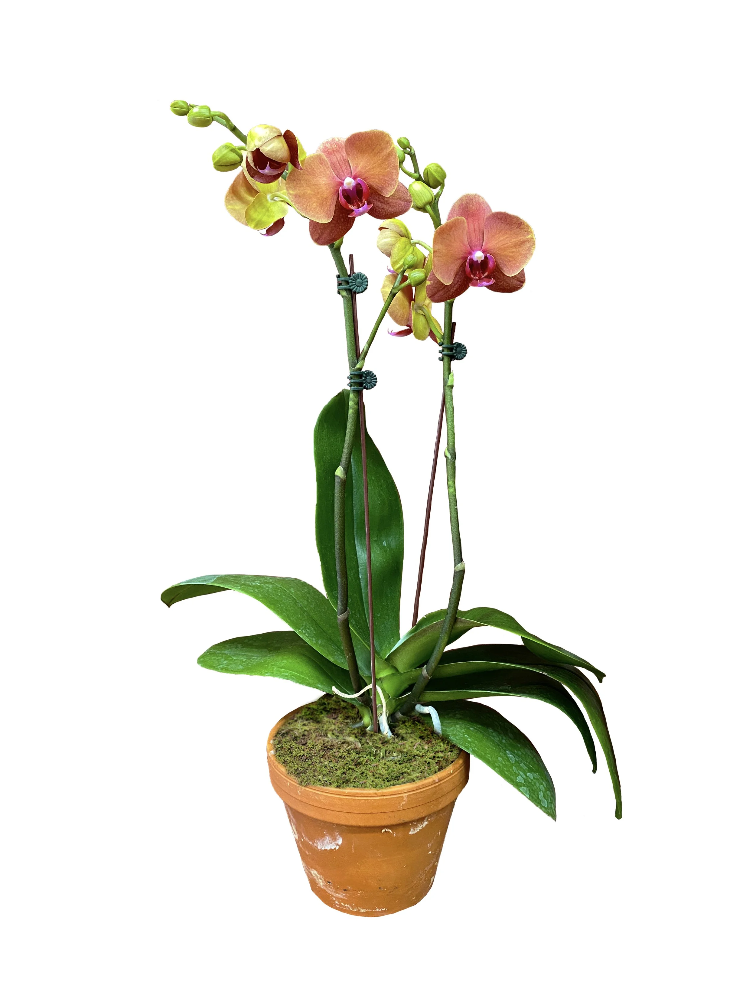 Premium Orange (medium height, double stems)