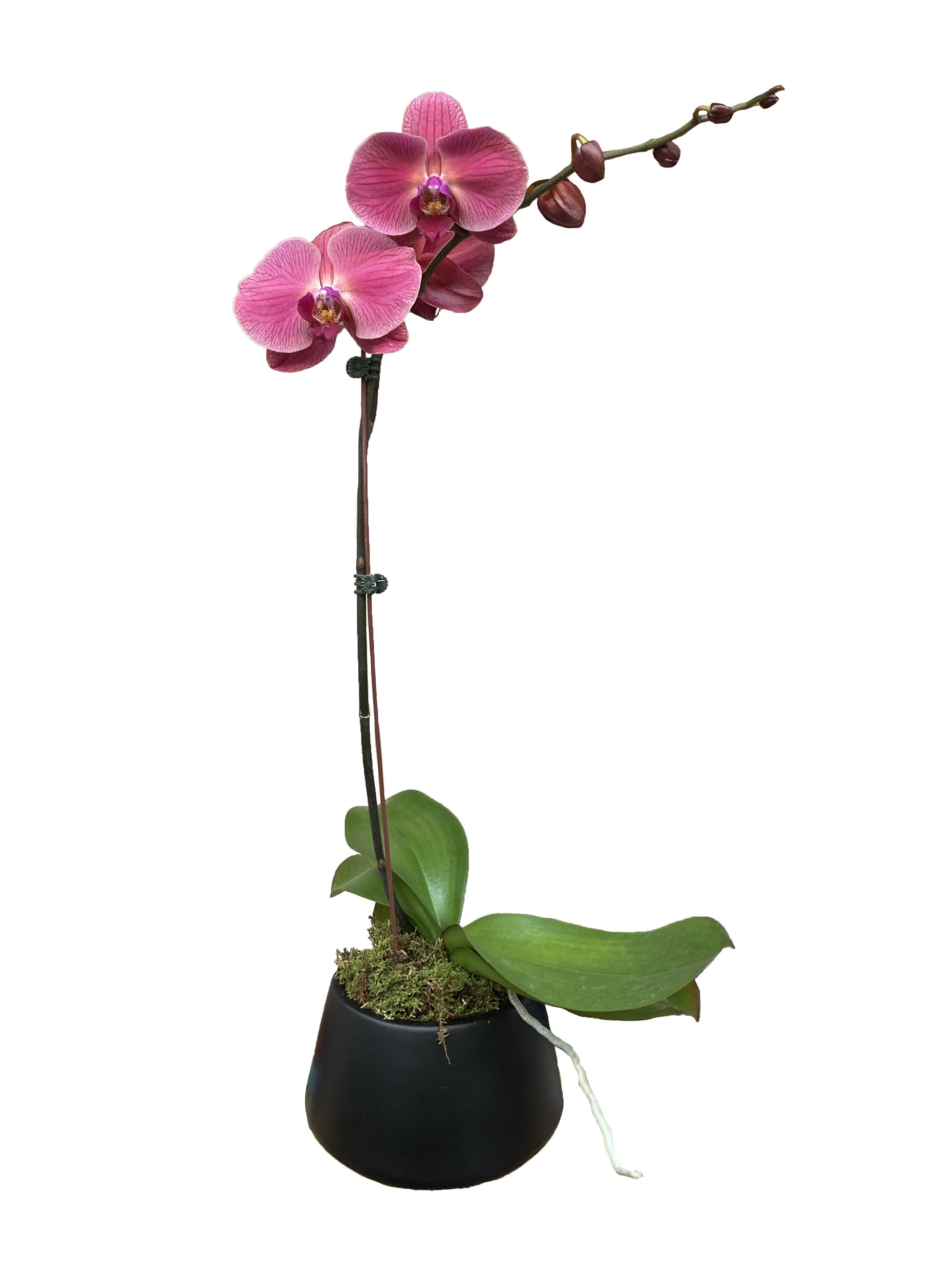 Premium Ruby Grapefruit