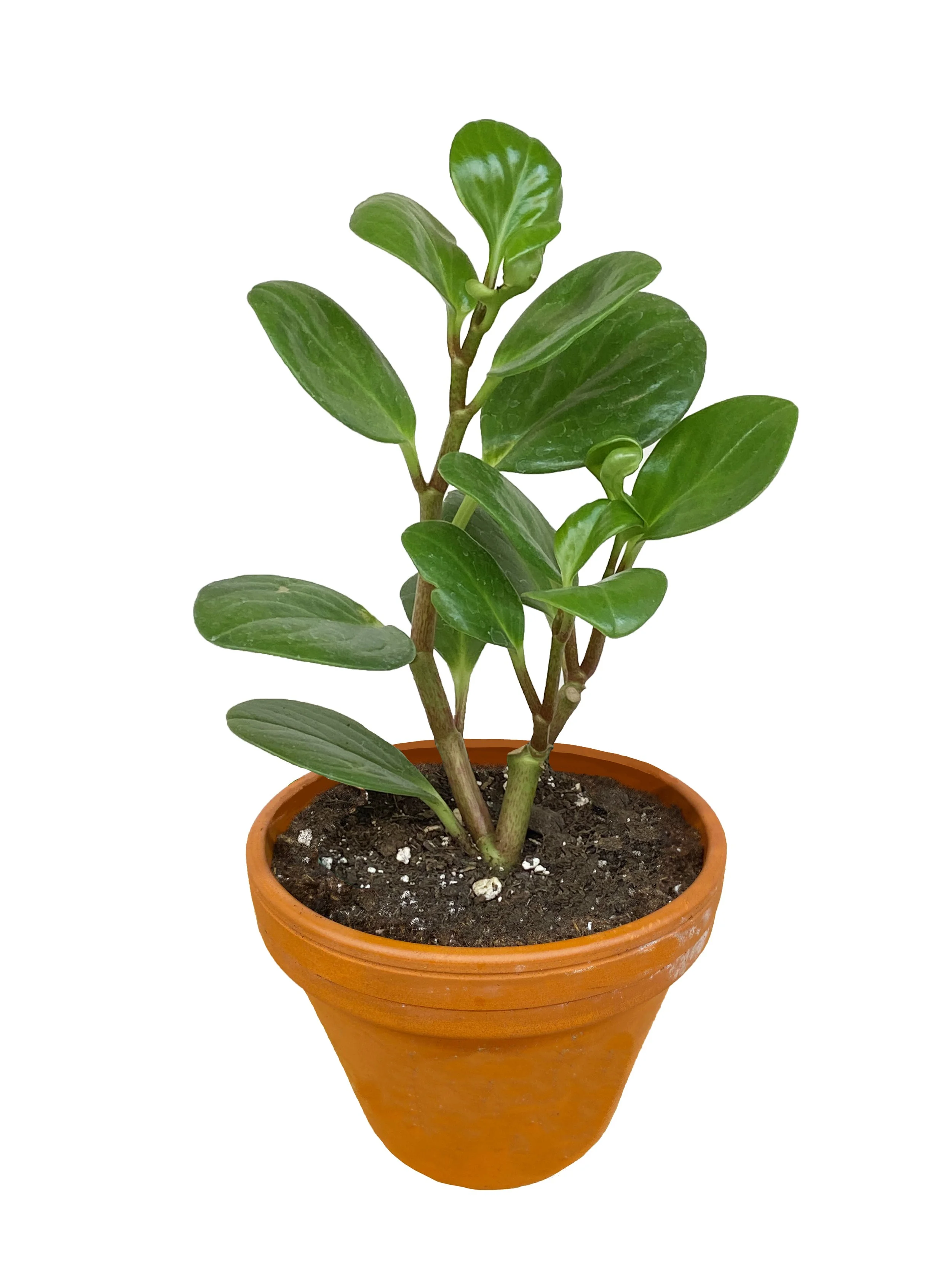 4" Peperomia Thailand