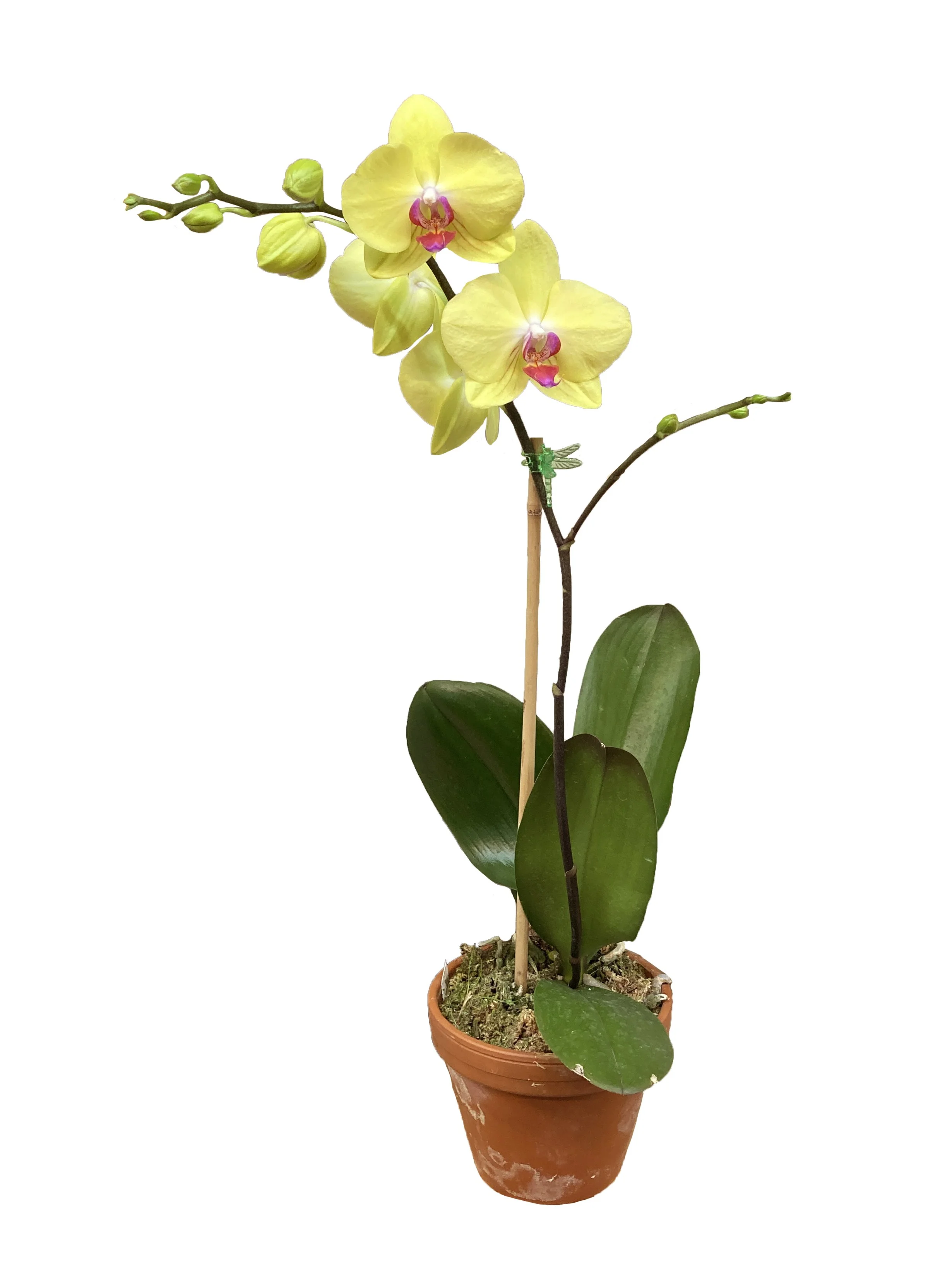 Premium Yellow with Purple Lip (medium height, double stems. fully bloomed sale)