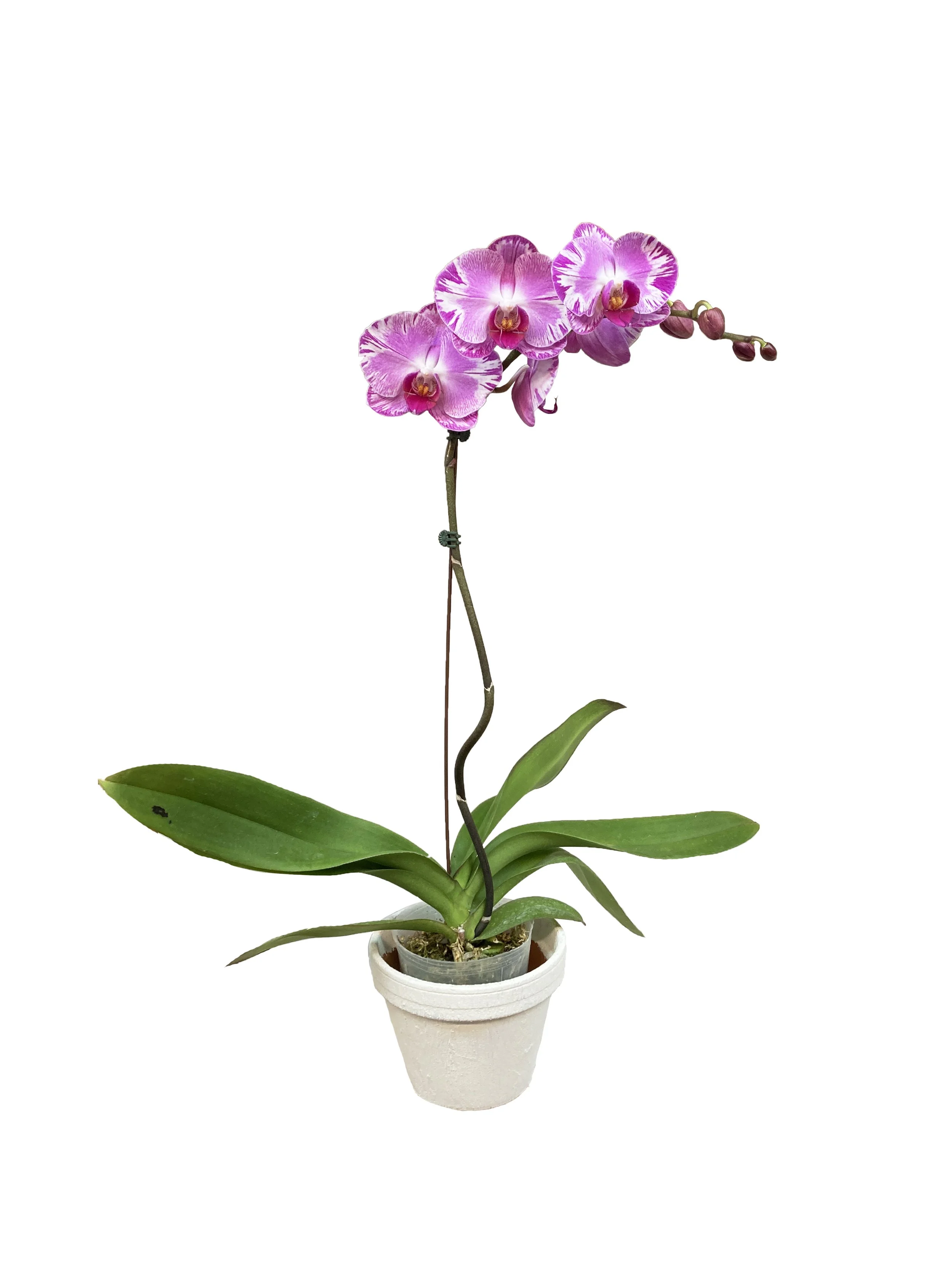Pink Mystic (single & double stems)