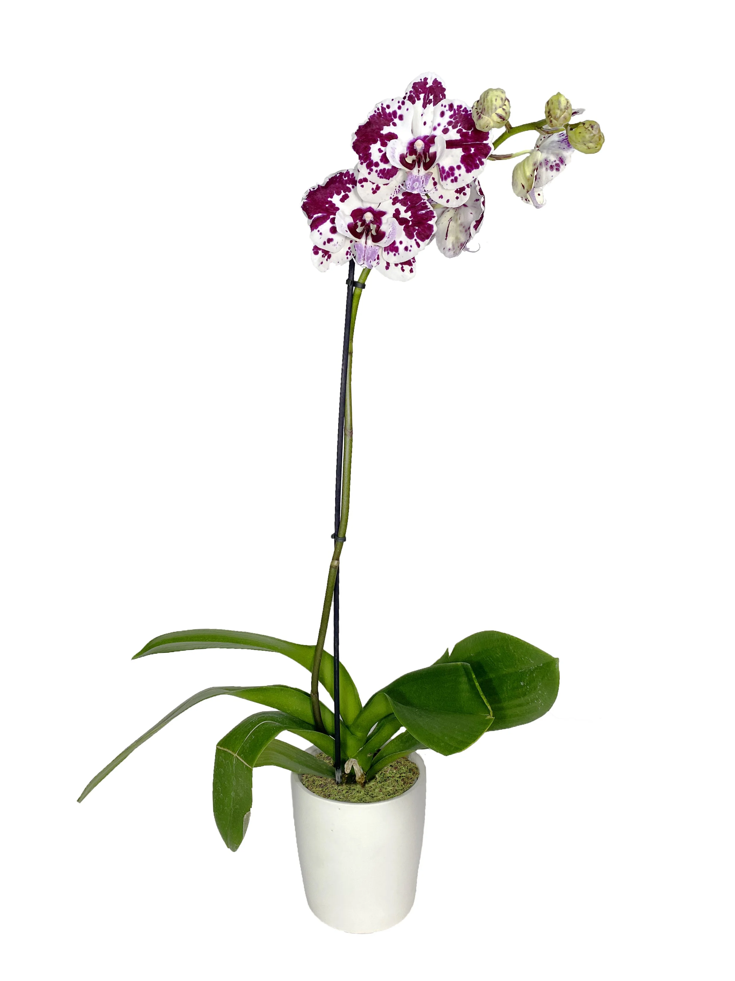 Open Lip Dalmatian (x2 left)