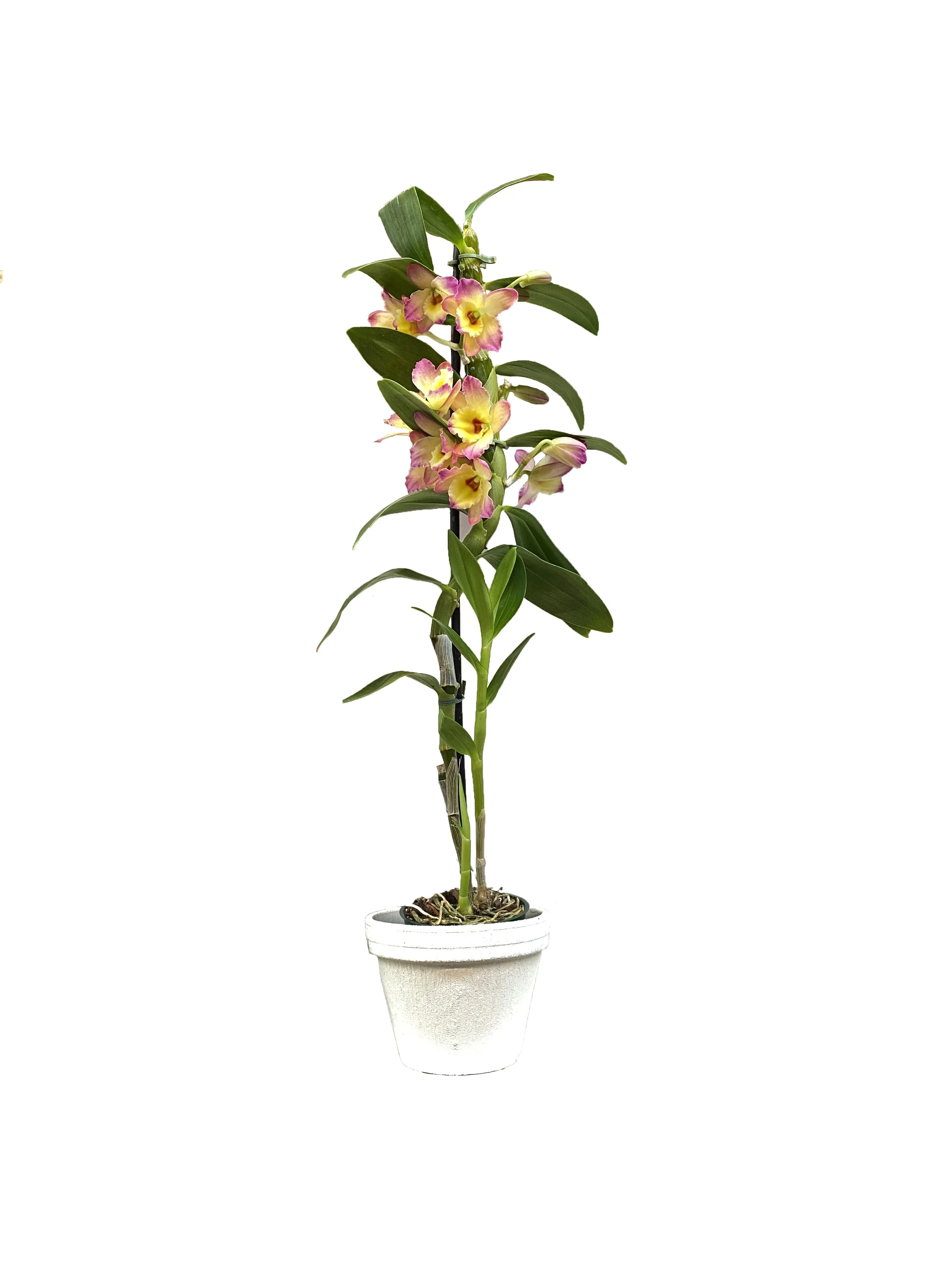 Yellow Dendrobium (fragrant)