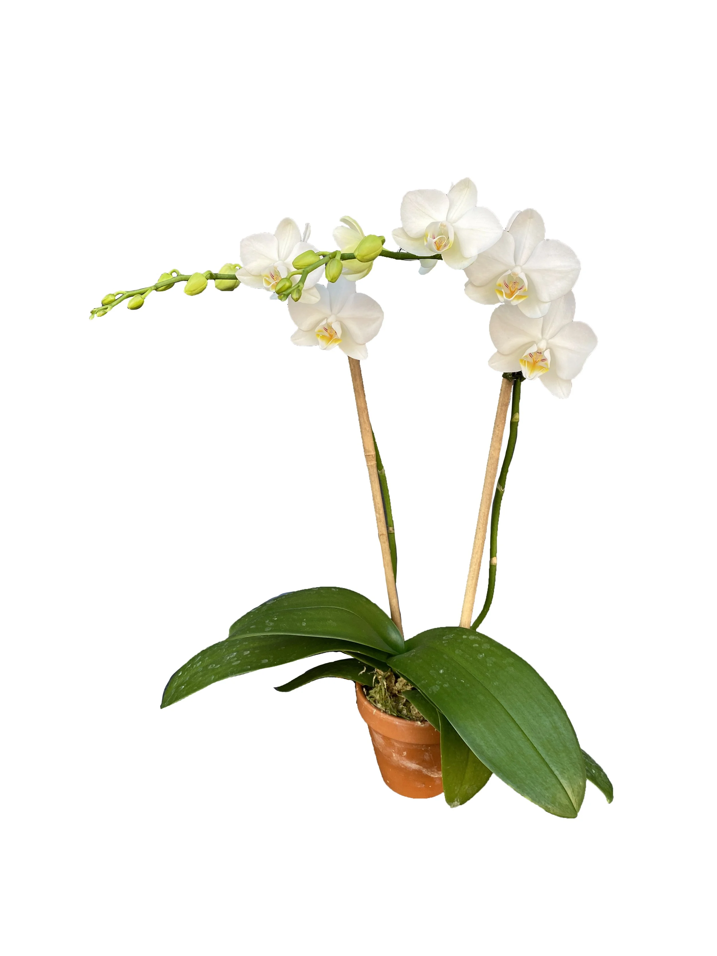 Mini White (double stems only)