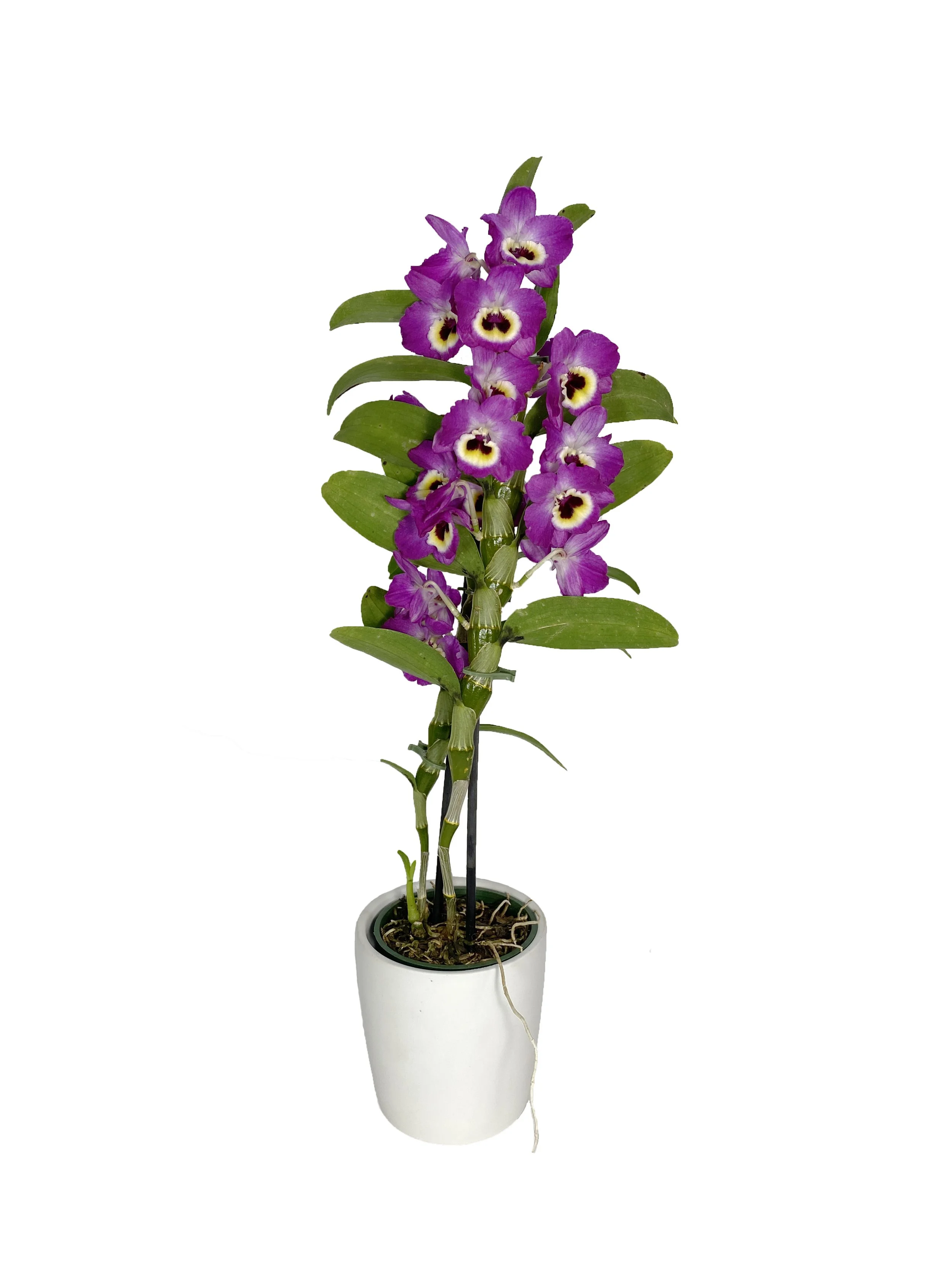 Fuschia Dendrobium (fragrant)