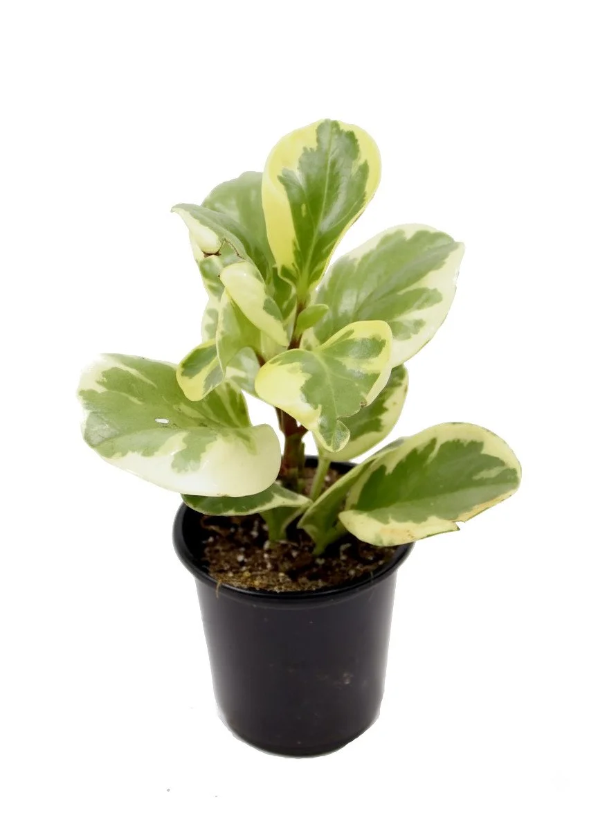 Variegated Peperomia