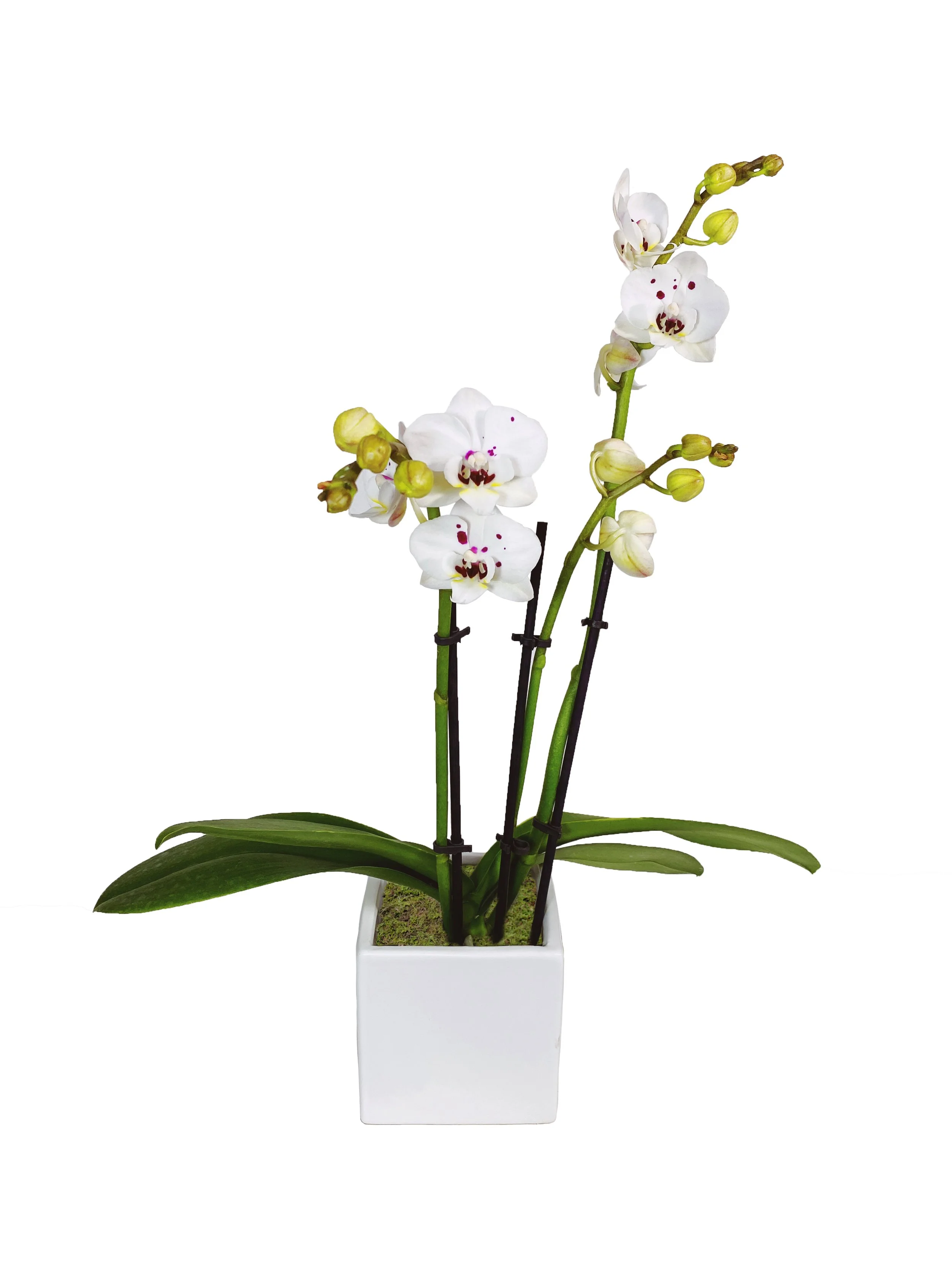 Mini White with Purple Spots