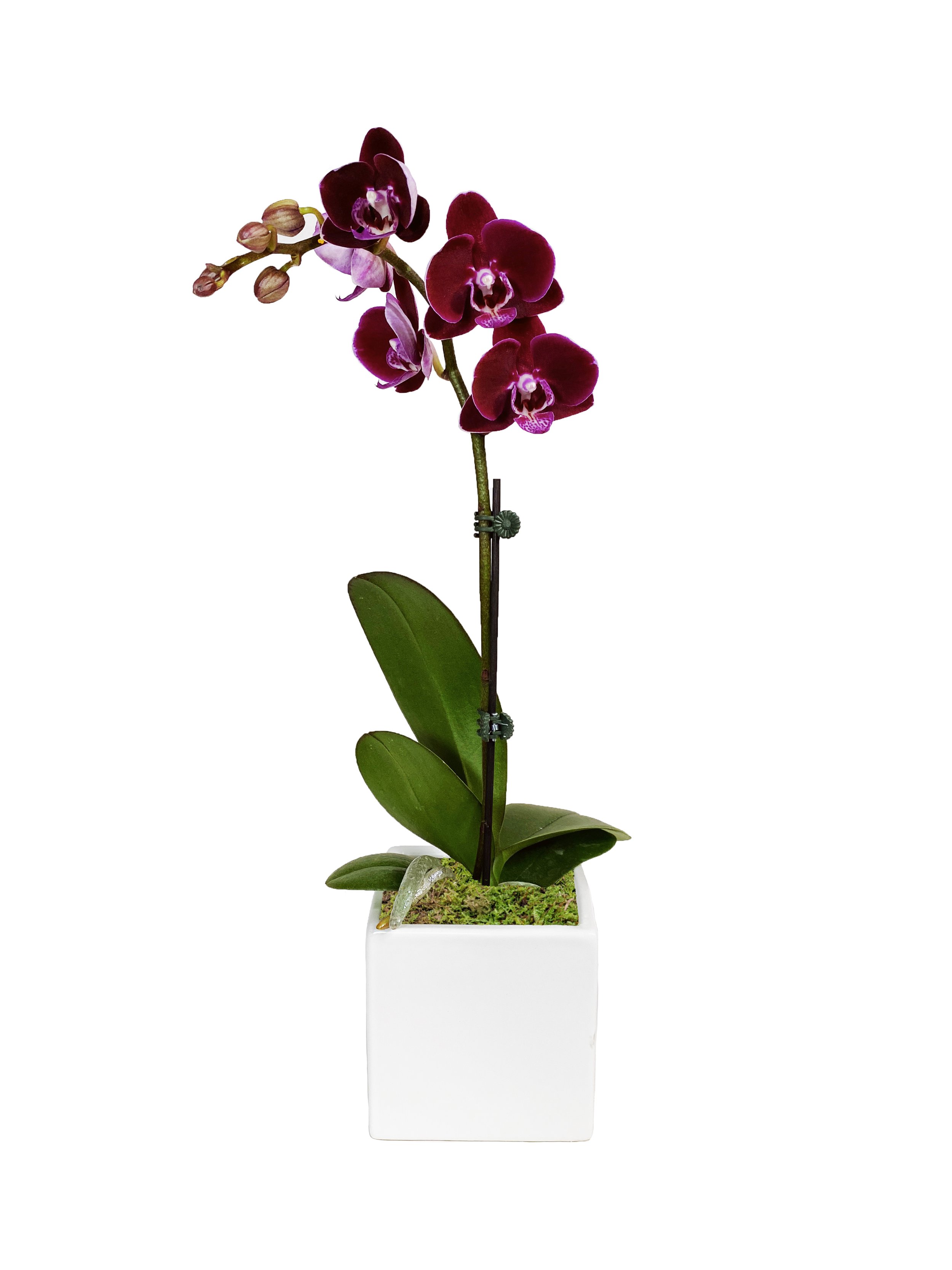 Mini Burgundy (double stems only)