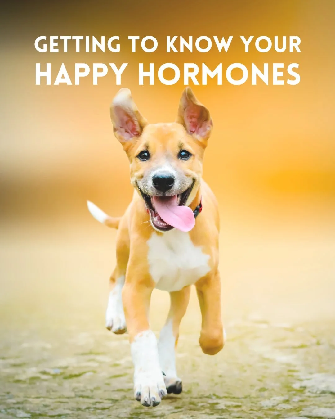 Let&rsquo;s get to know our happy hormones a little better👌🏻

😁 Dopamine: Associated with pleasure, reward, and motivation.

😜 Endorphins: Natural painkillers produced in response to stress or discomfort, also associated with feelings of euphoria