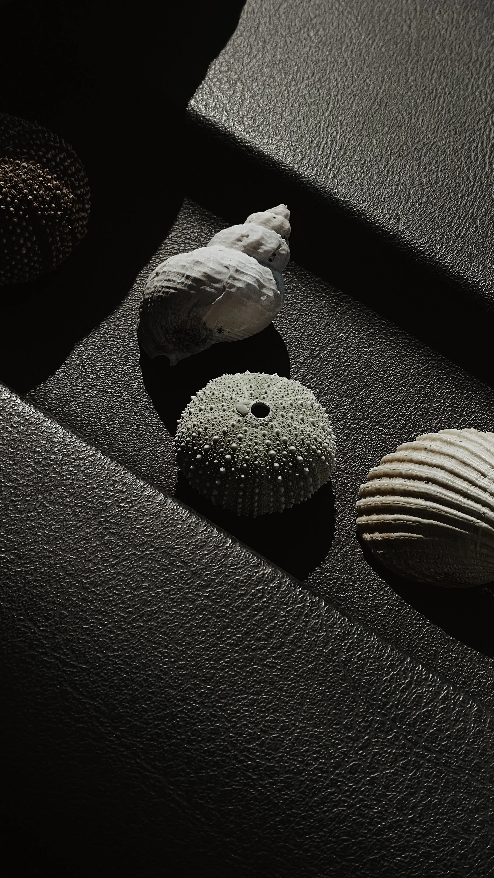 Quatre coquillages blancs sur une surface sombre et texturée, avec des lumières créant des ombres et des contrastes.