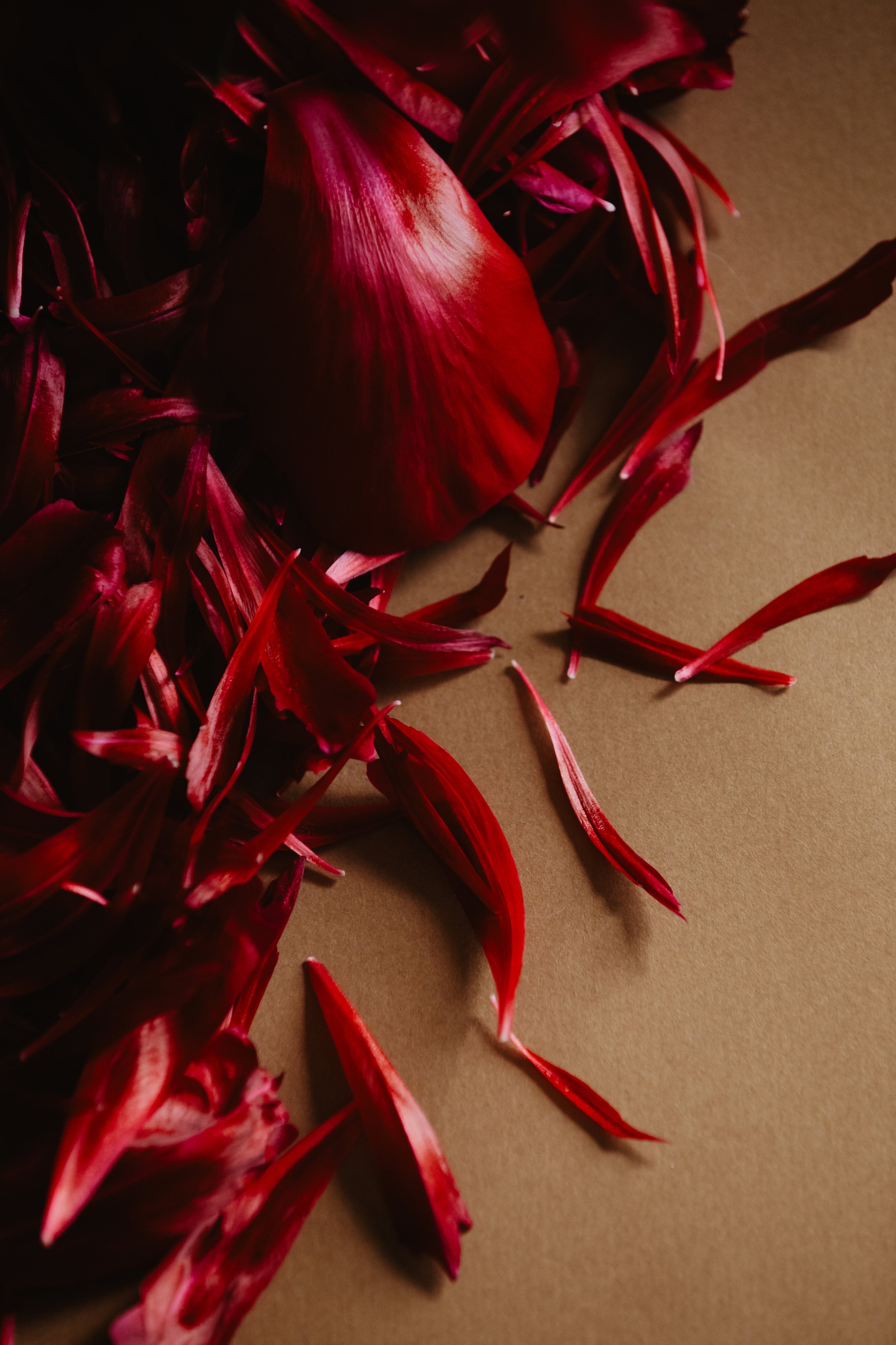 Une fleur rouge et des pétales éparpillés sur une surface beige.