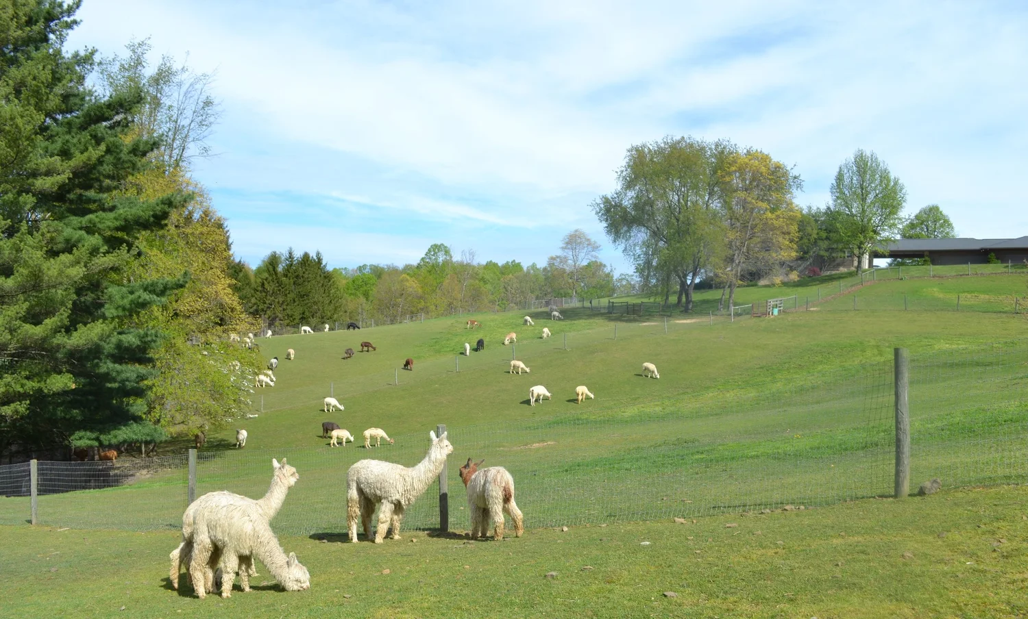 Our Mission — National Alpaca Foundation