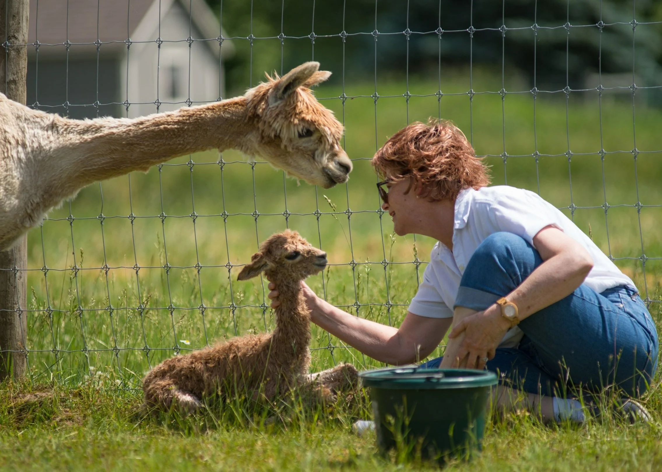 Our Mission — National Alpaca Foundation