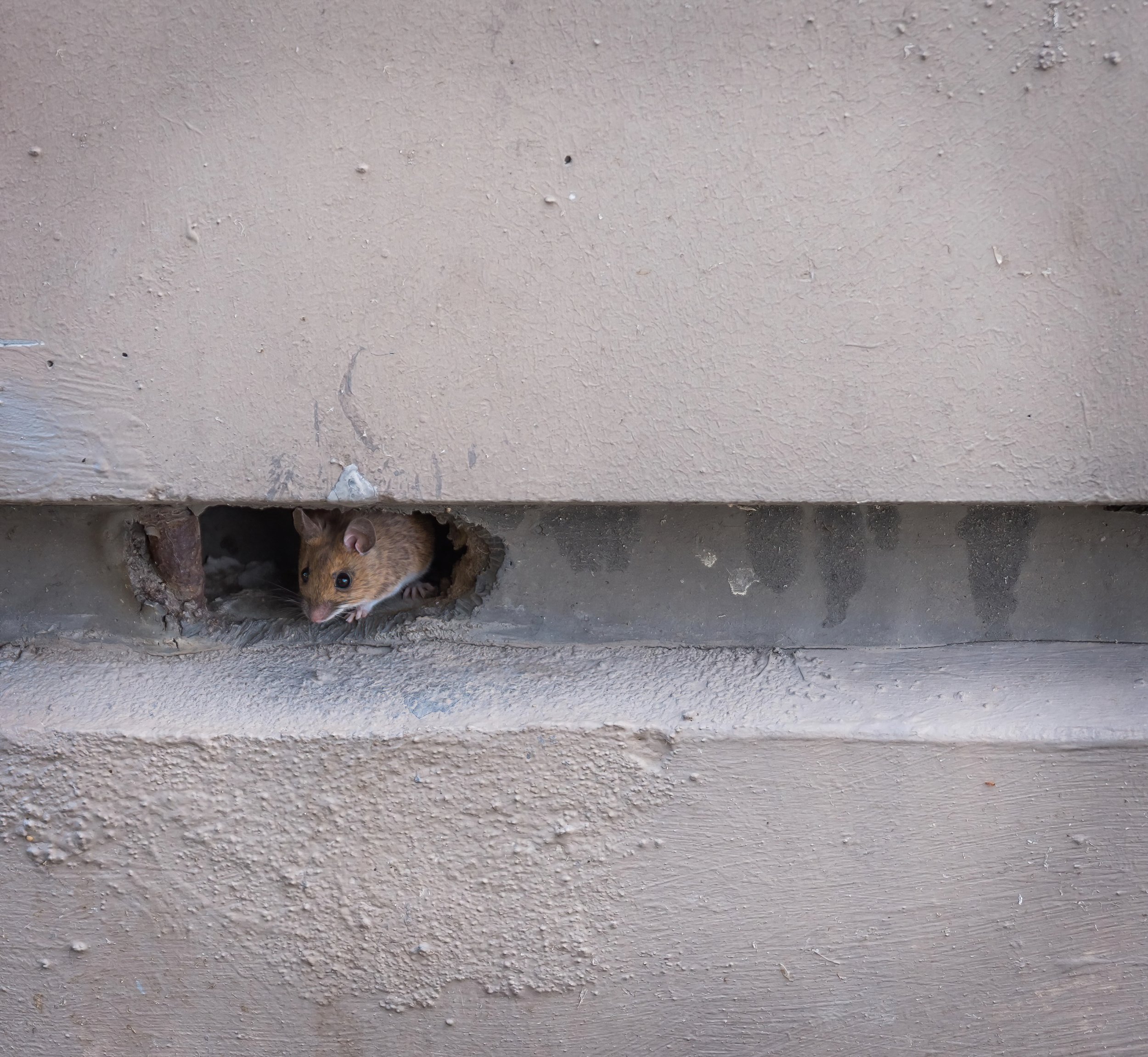 mouse in hole.jpeg
