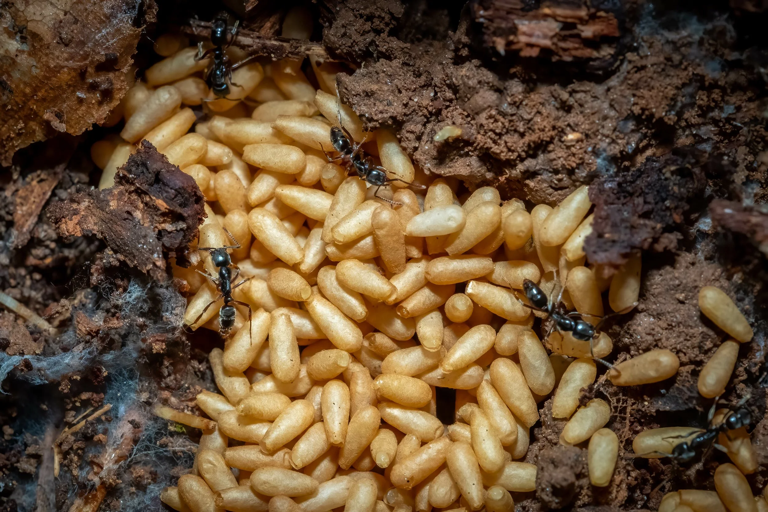 Asian Needle Ants: Now in Arkansas