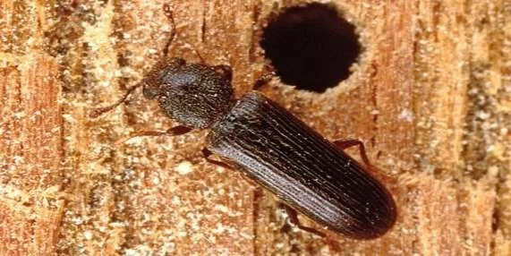37-powderpost-beetle-npma.jpg