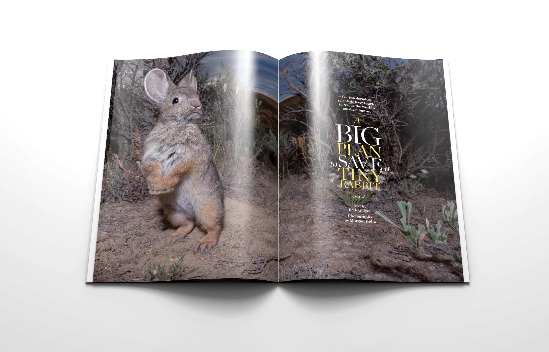 the-nature-conservancy-despard-design