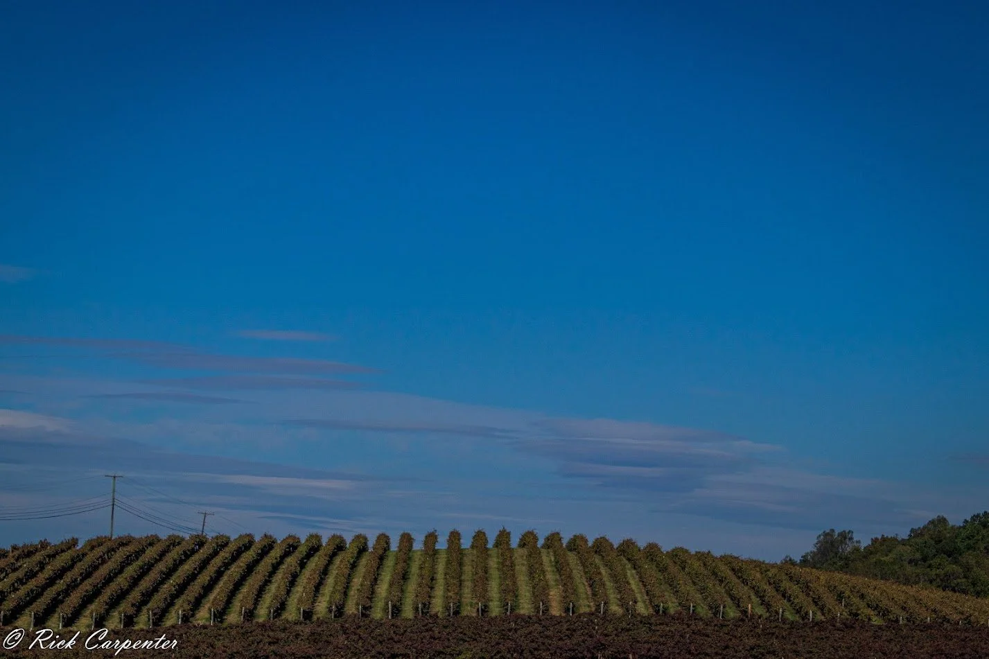 Virginia Apple Orchards