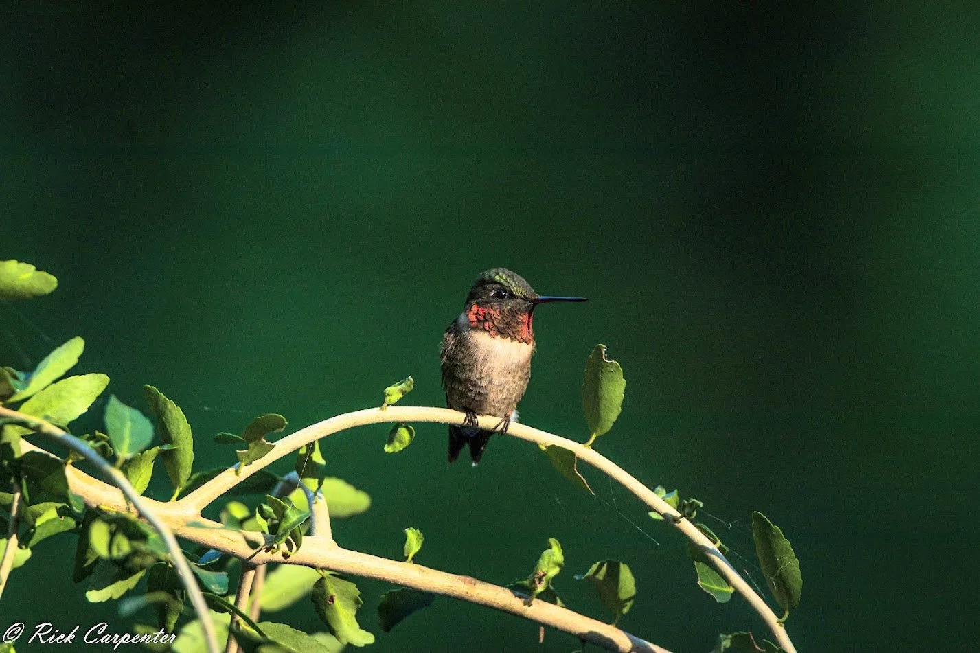 Male Ruby Throated Hummingbird