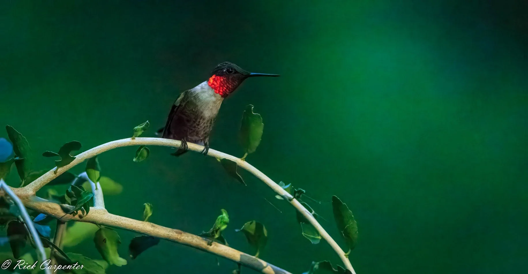 Male Ruby Throated Hummingbird

