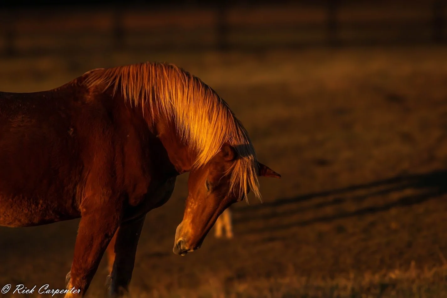 Basking in Late Afternoon Sun