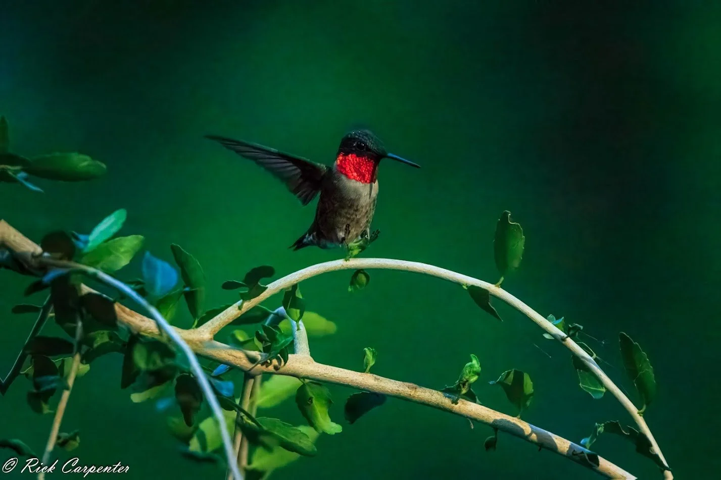 Male Ruby Throated Hummingbird