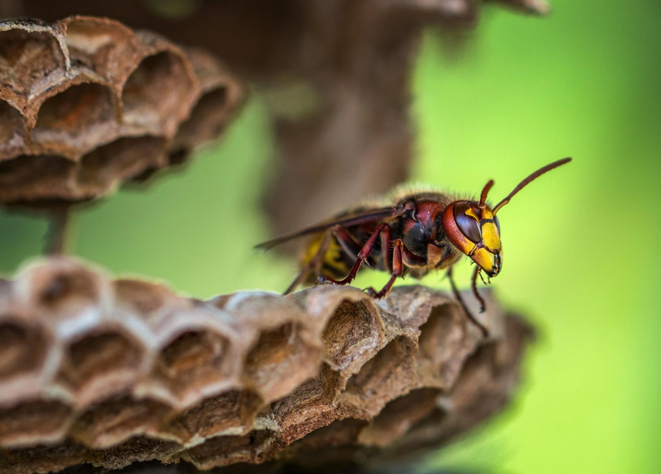 How to Escape a Wasp Nest Job and Find a Healthier Career