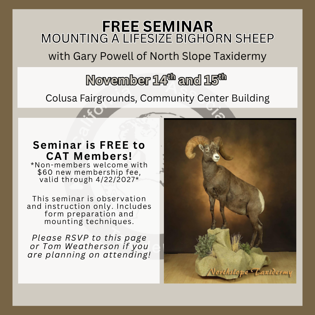 Lifesize Bighorn Sheep with Gary Powell