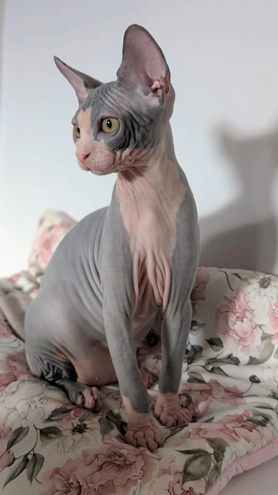 A Sphynx cat sitting on a floral-patterned cushion, with hairless gray and pink skin and large ears.