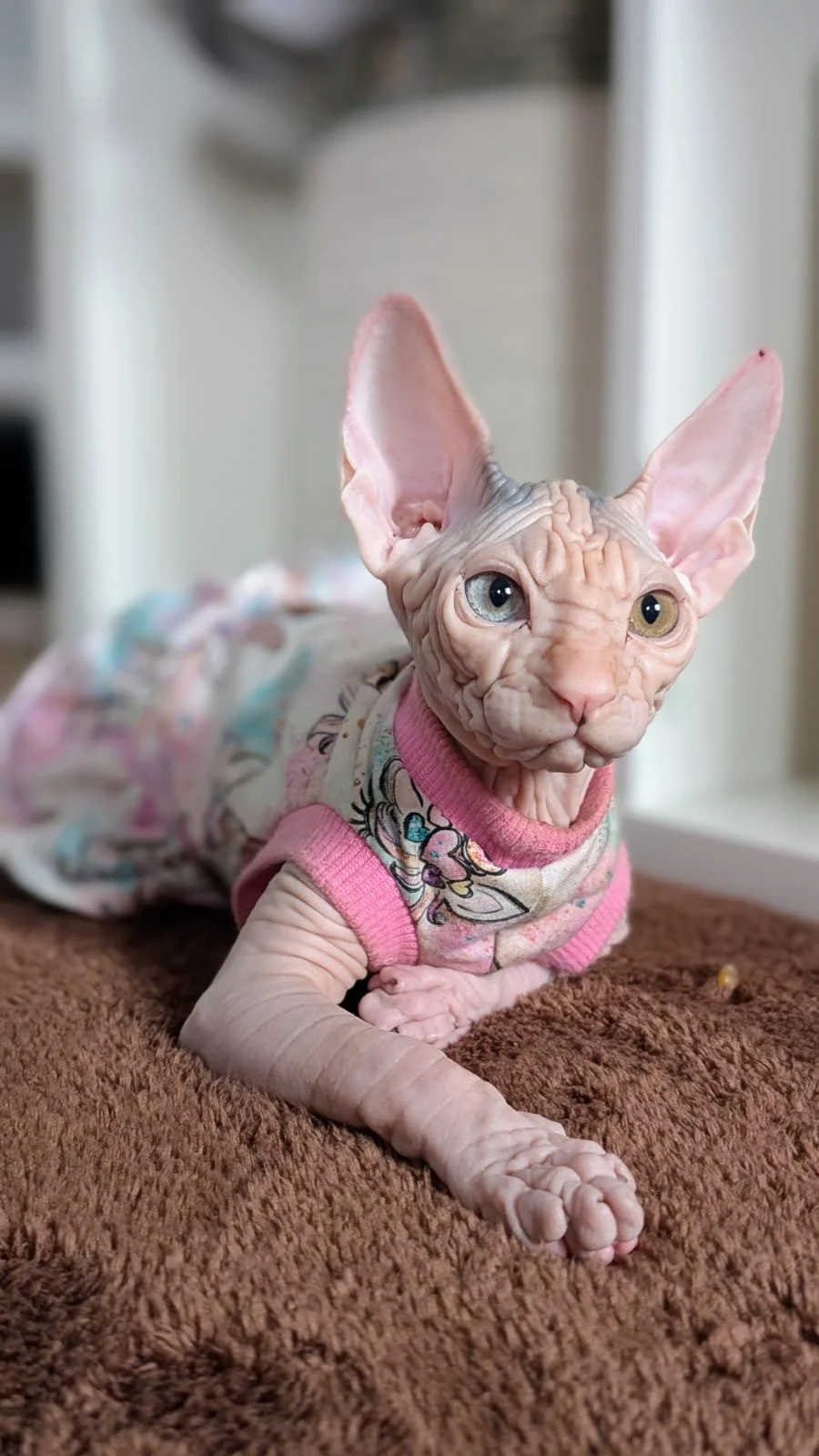Close-up of a hairless Sphynx cat lying on a soft brown blanket indoors. The cat has large ears, blue and yellow eyes, and is wearing a pastel-colored sweater with a cartoon character.